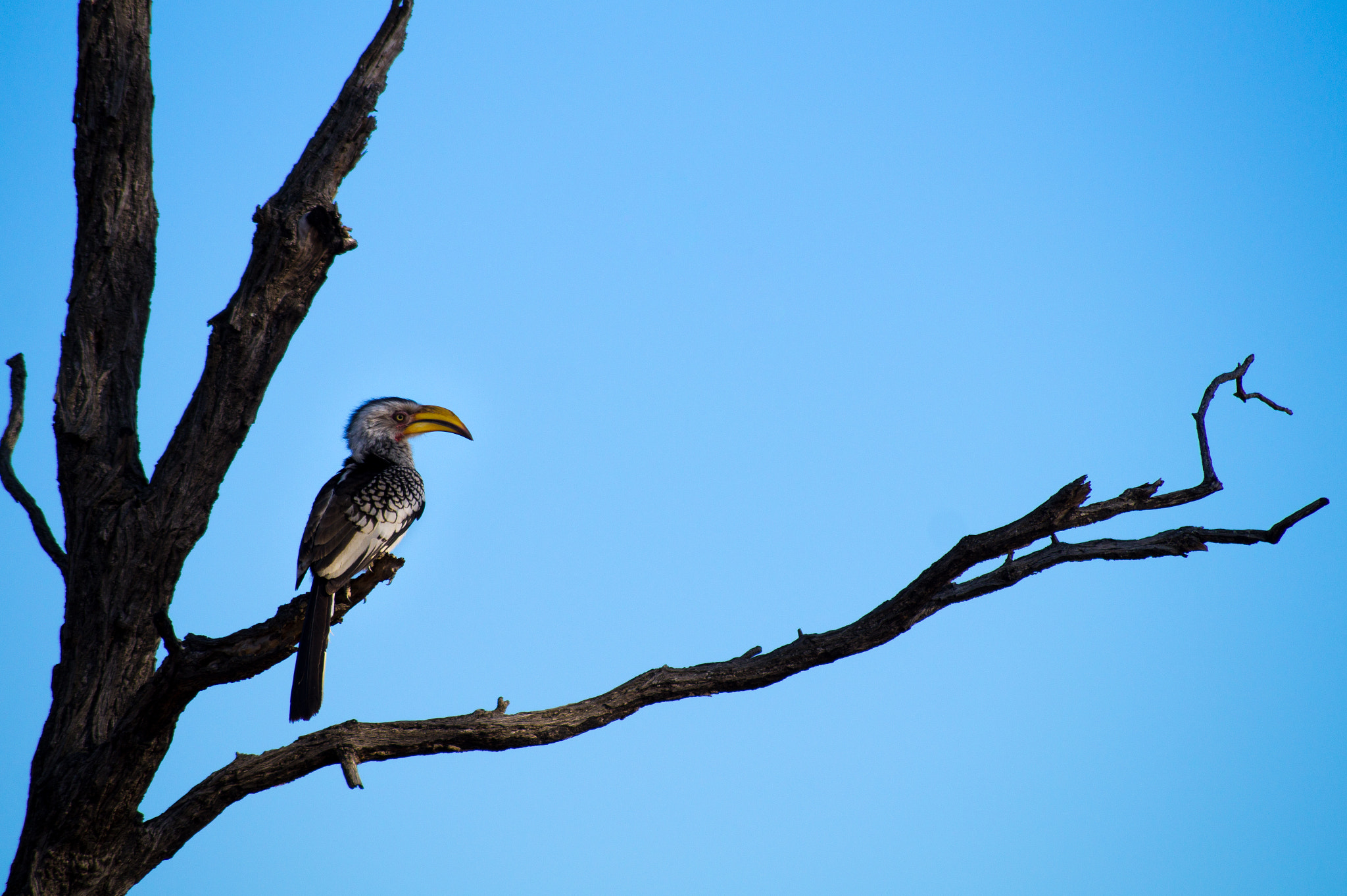 Tamron AF 55-200mm F4-5.6 Di II LD Macro sample photo. Hornbill photography
