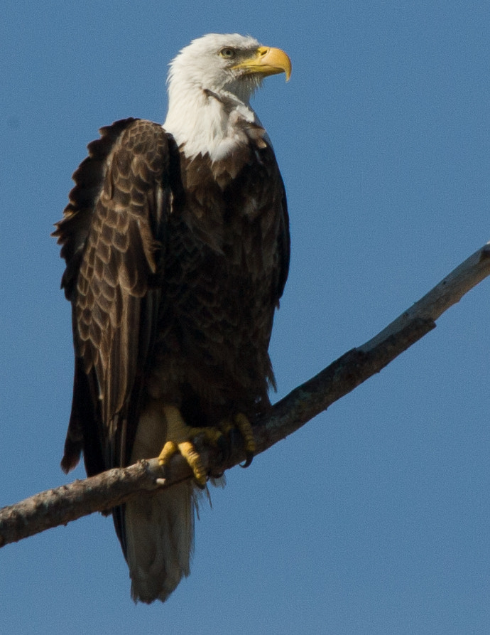 Canon EOS-1D Mark II N + Canon EF 400mm F2.8L IS USM sample photo. Osprey photography