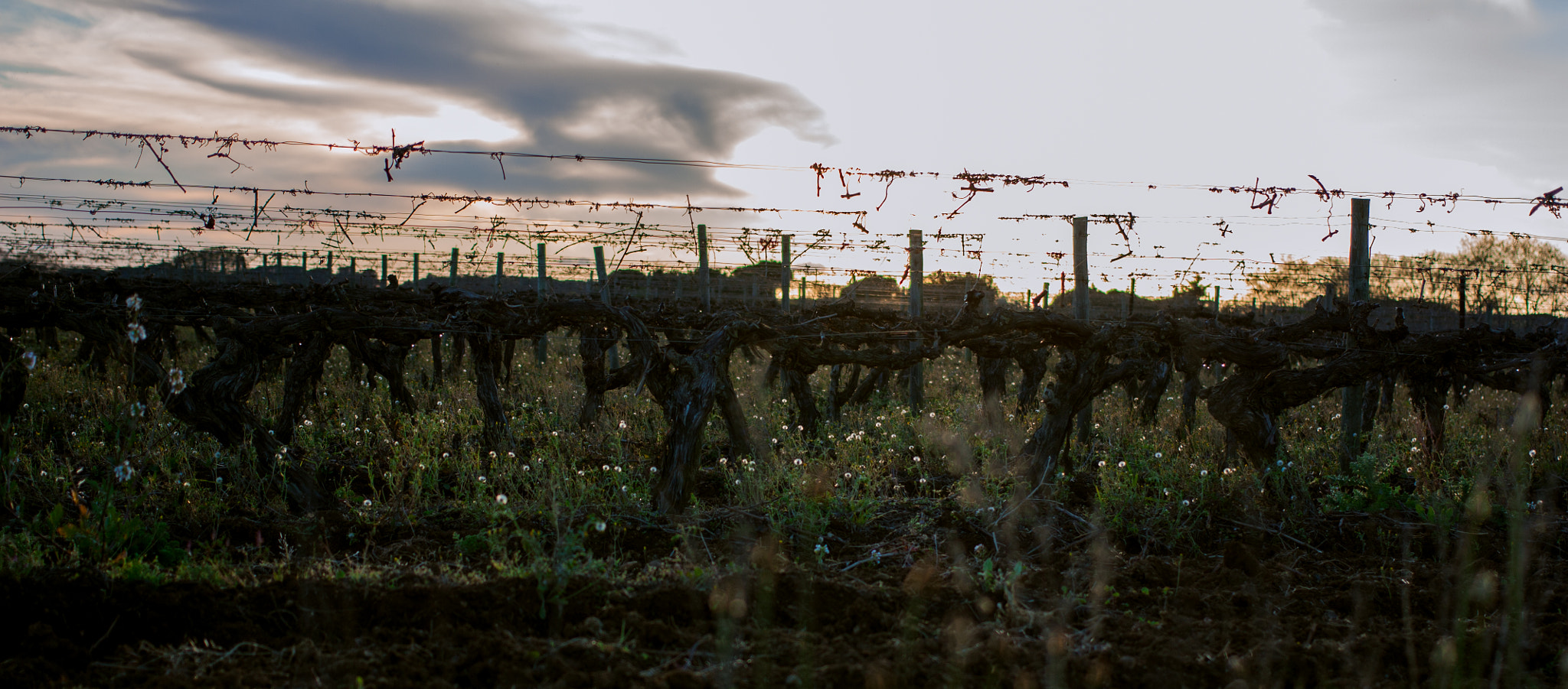 Canon EOS 450D (EOS Rebel XSi / EOS Kiss X2) + Canon EF 40mm F2.8 STM sample photo. Sun in vines photography