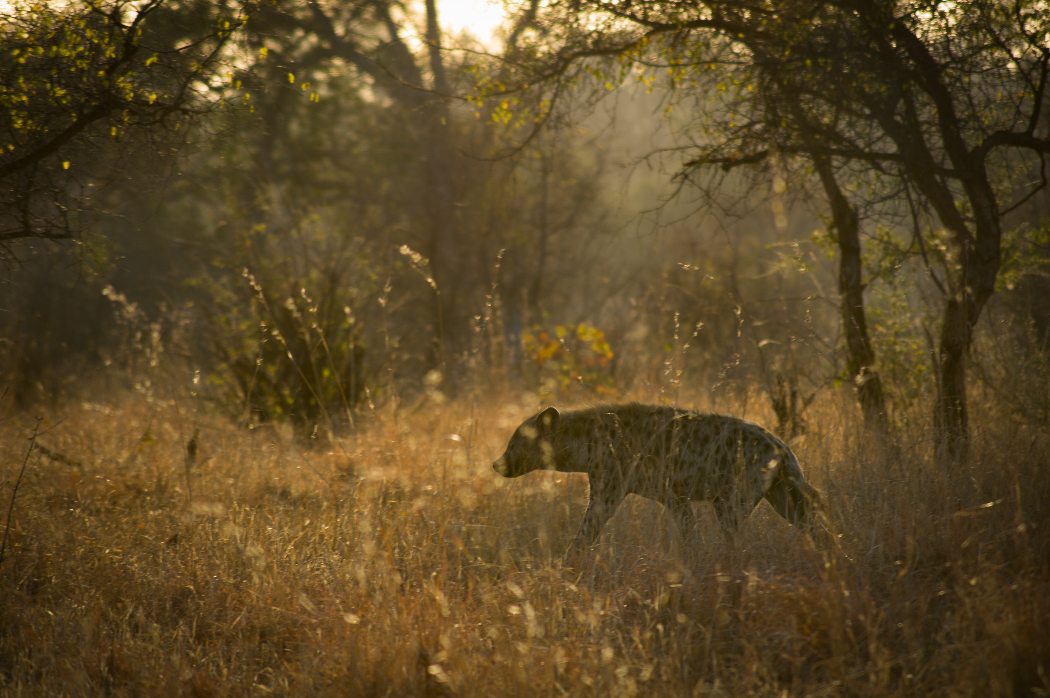 Sony SLT-A58 + Tamron AF 55-200mm F4-5.6 Di II LD Macro sample photo. Hyena on the go photography