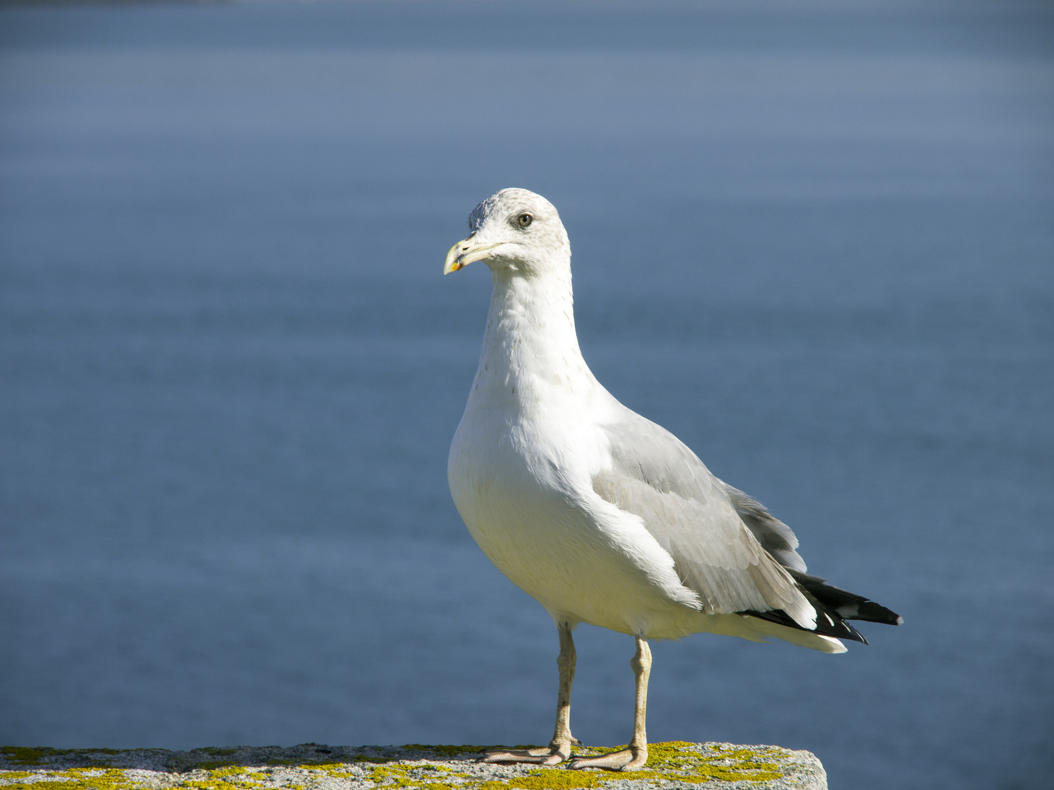 Olympus PEN E-PL3 sample photo. Gaviota mar photography
