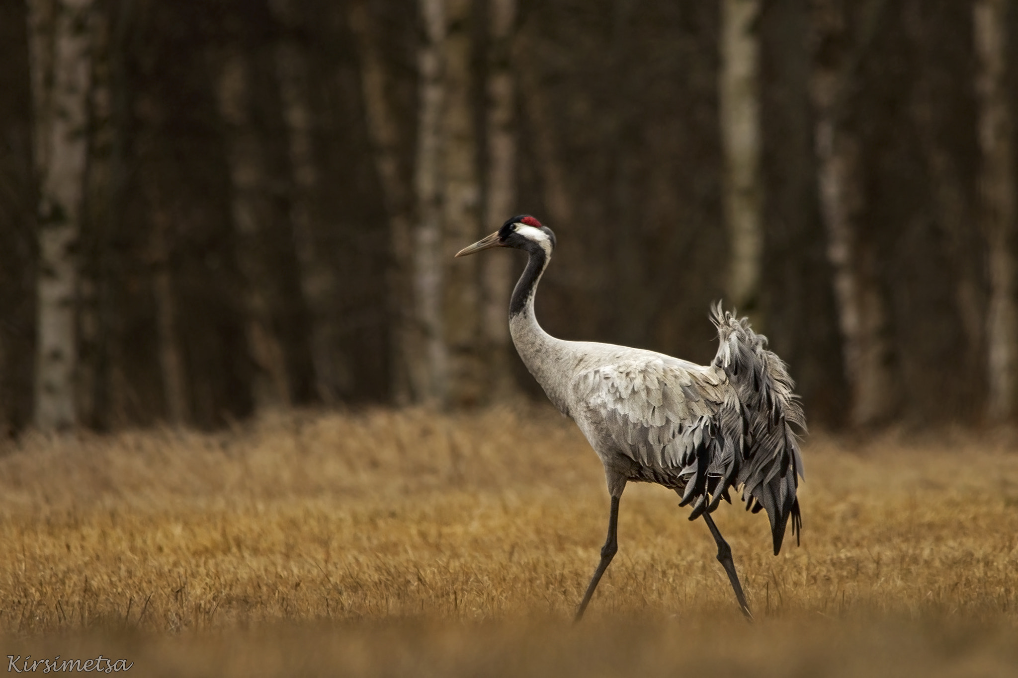 Sigma 150-500mm F5-6.3 DG OS HSM sample photo. Herald of spring photography