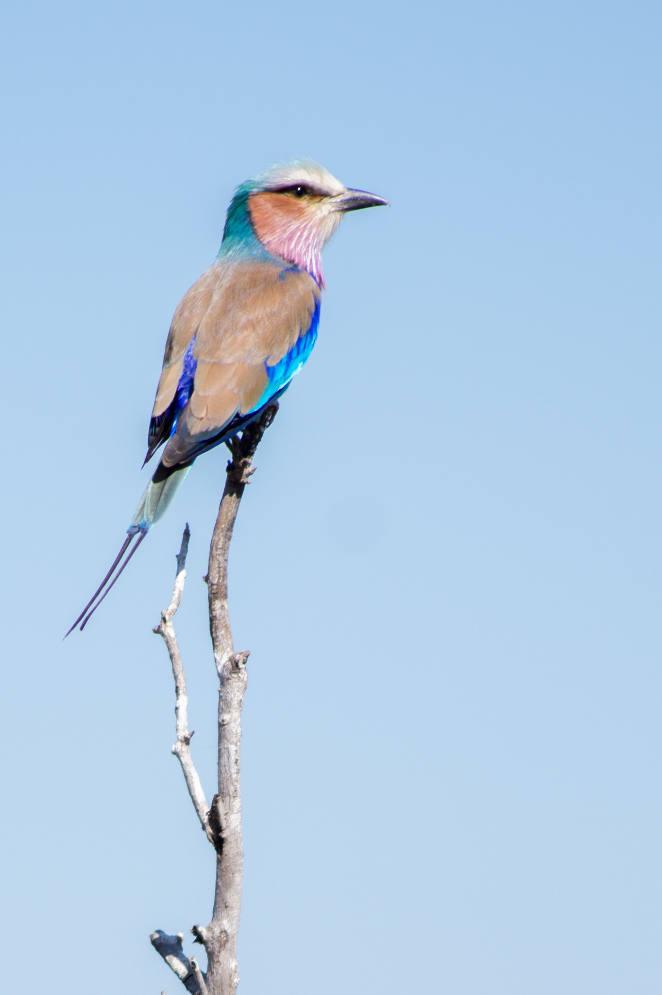 Tamron AF 55-200mm F4-5.6 Di II LD Macro sample photo. The lilac breasted roller is a beauty photography