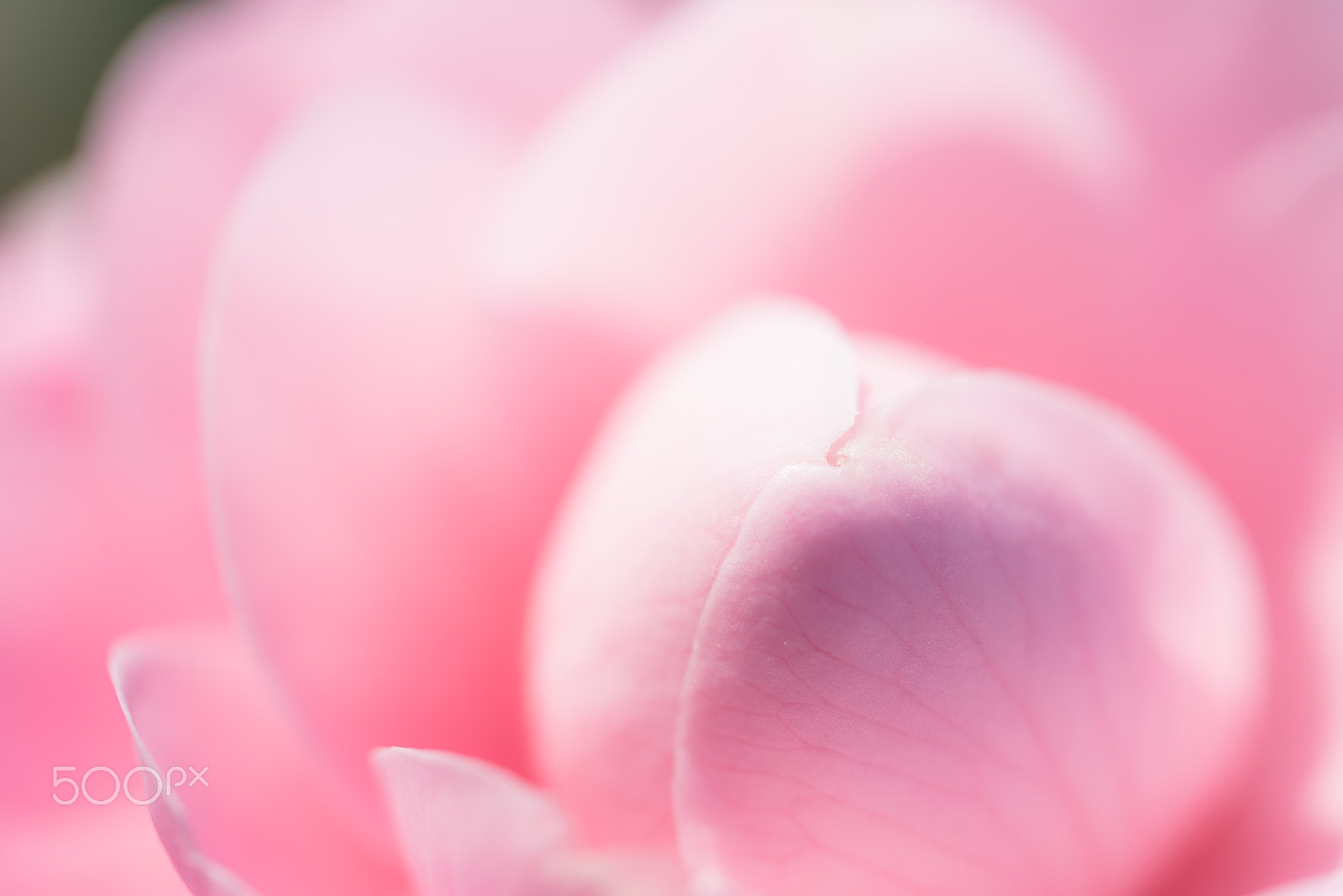 Nikon D600 sample photo. Camellia photography