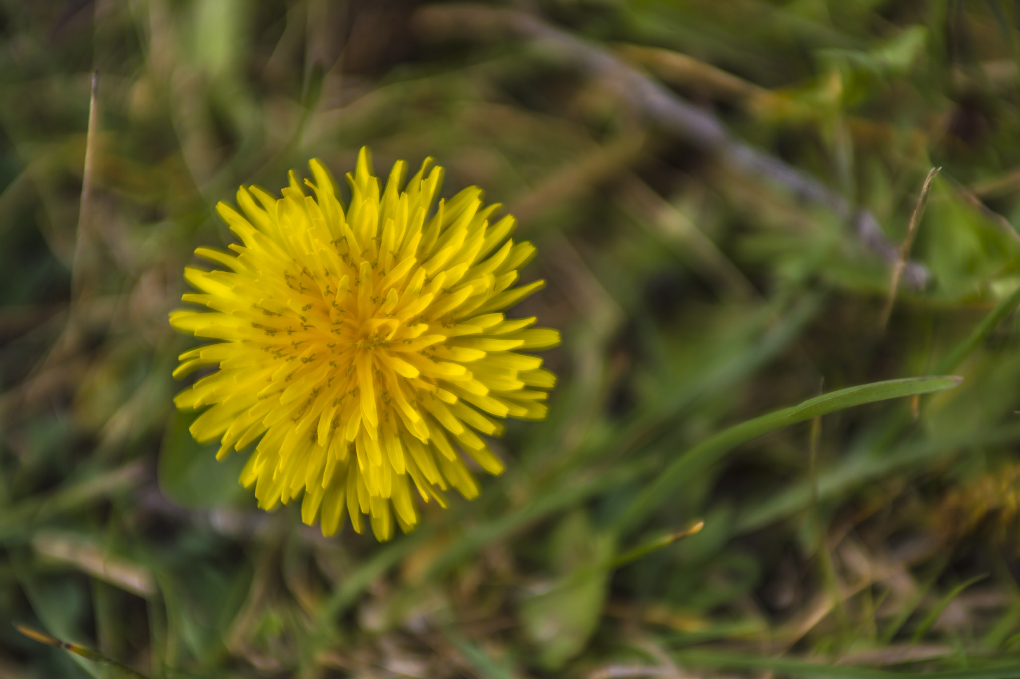 Nikon AF-S Nikkor 28-70mm F2.8 ED-IF sample photo. Dandelion yellow flower photography