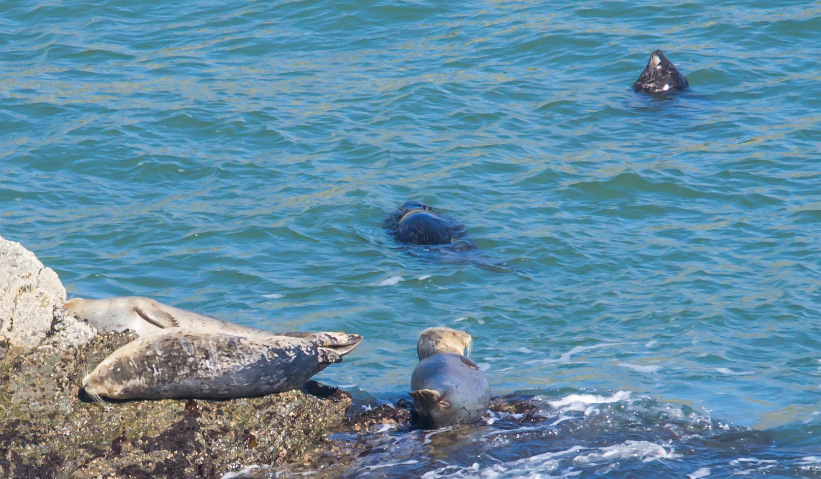 Sigma 150-500mm F5-6.3 DG OS HSM sample photo. Harbor seals - 3 photography