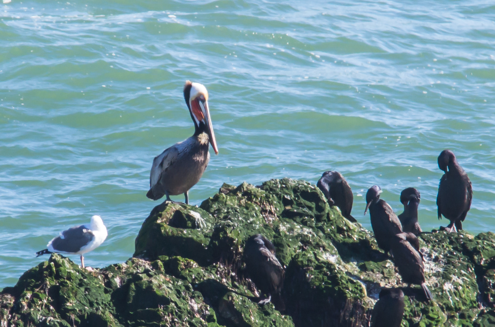 Sigma 150-500mm F5-6.3 DG OS HSM sample photo. Pelican and cormorants photography