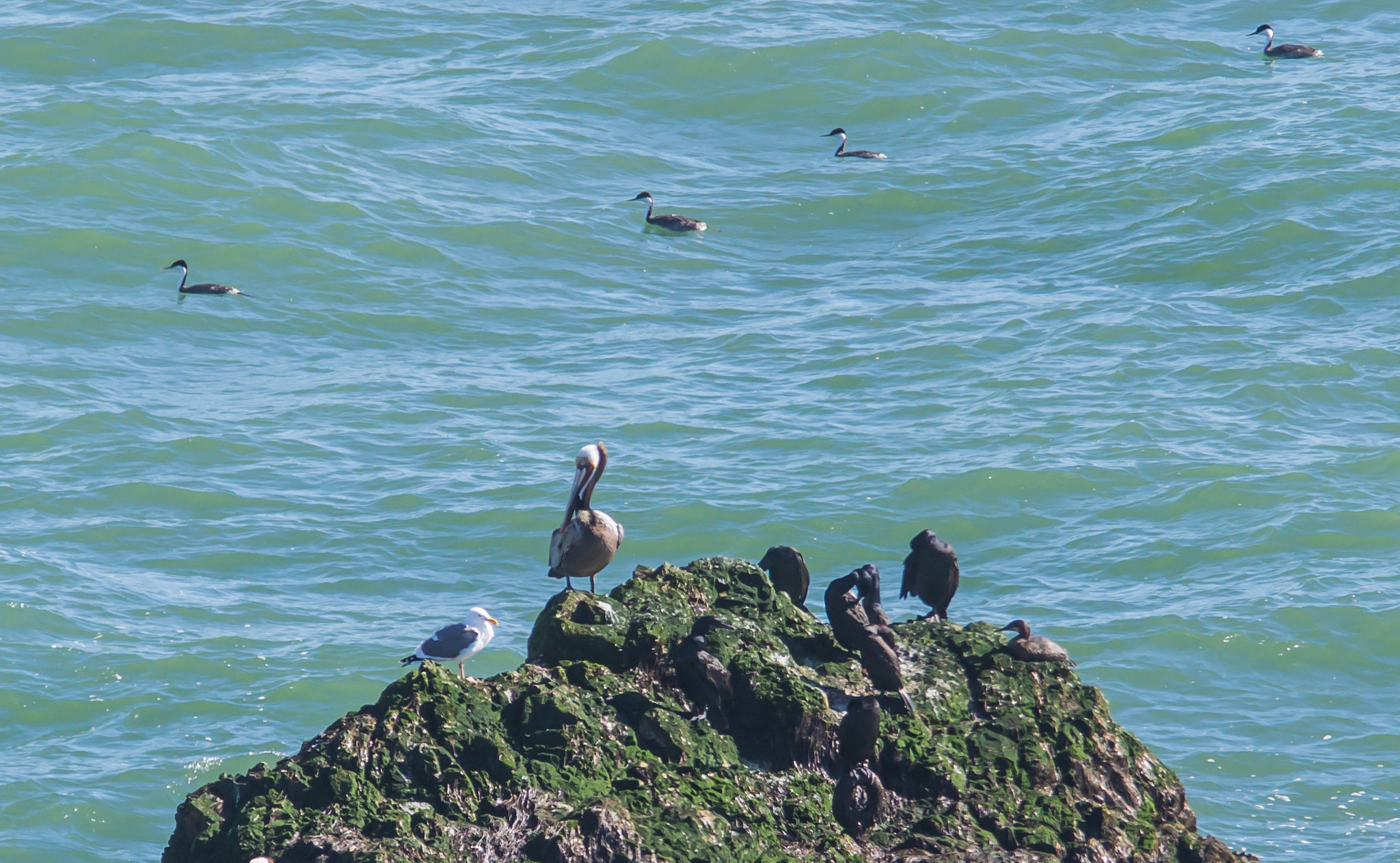 Sigma 150-500mm F5-6.3 DG OS HSM sample photo. Pelican, cormorants and western grebes photography