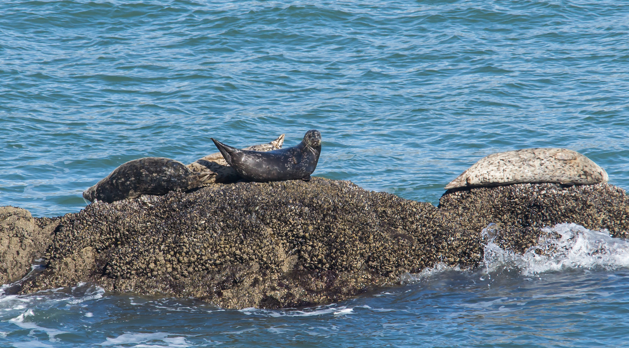 Sigma 150-500mm F5-6.3 DG OS HSM sample photo. Harbor seals - 2 photography