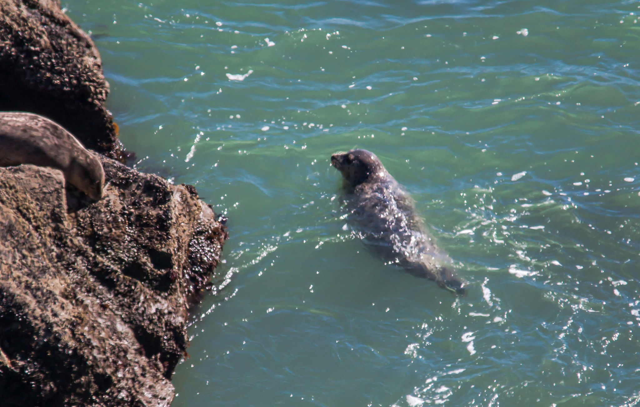 Sigma 150-500mm F5-6.3 DG OS HSM sample photo. Harbor seal photography