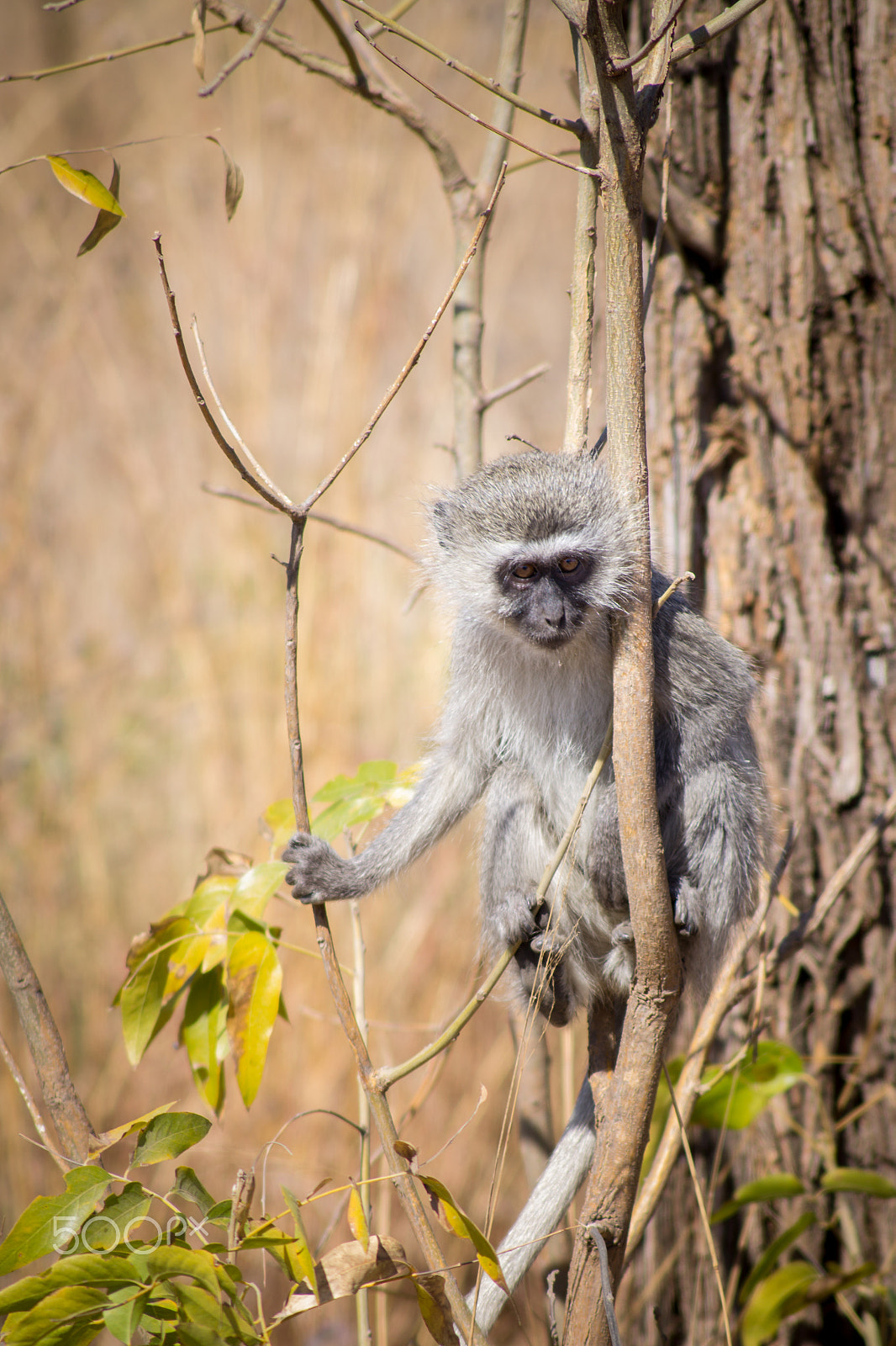 Tamron AF 55-200mm F4-5.6 Di II LD Macro sample photo. Cutie photography