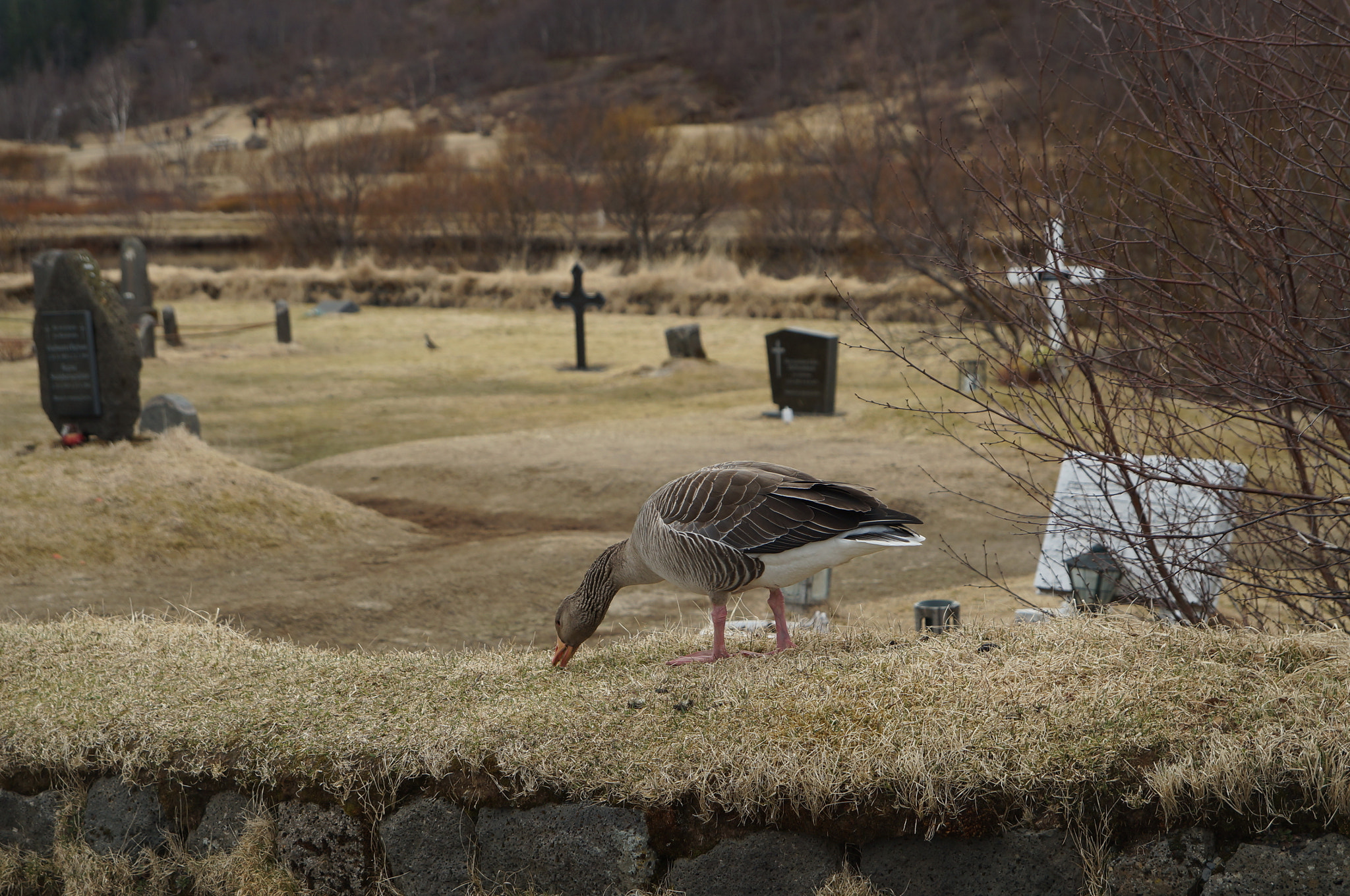 Sony SLT-A37 sample photo. The cemetery goose photography