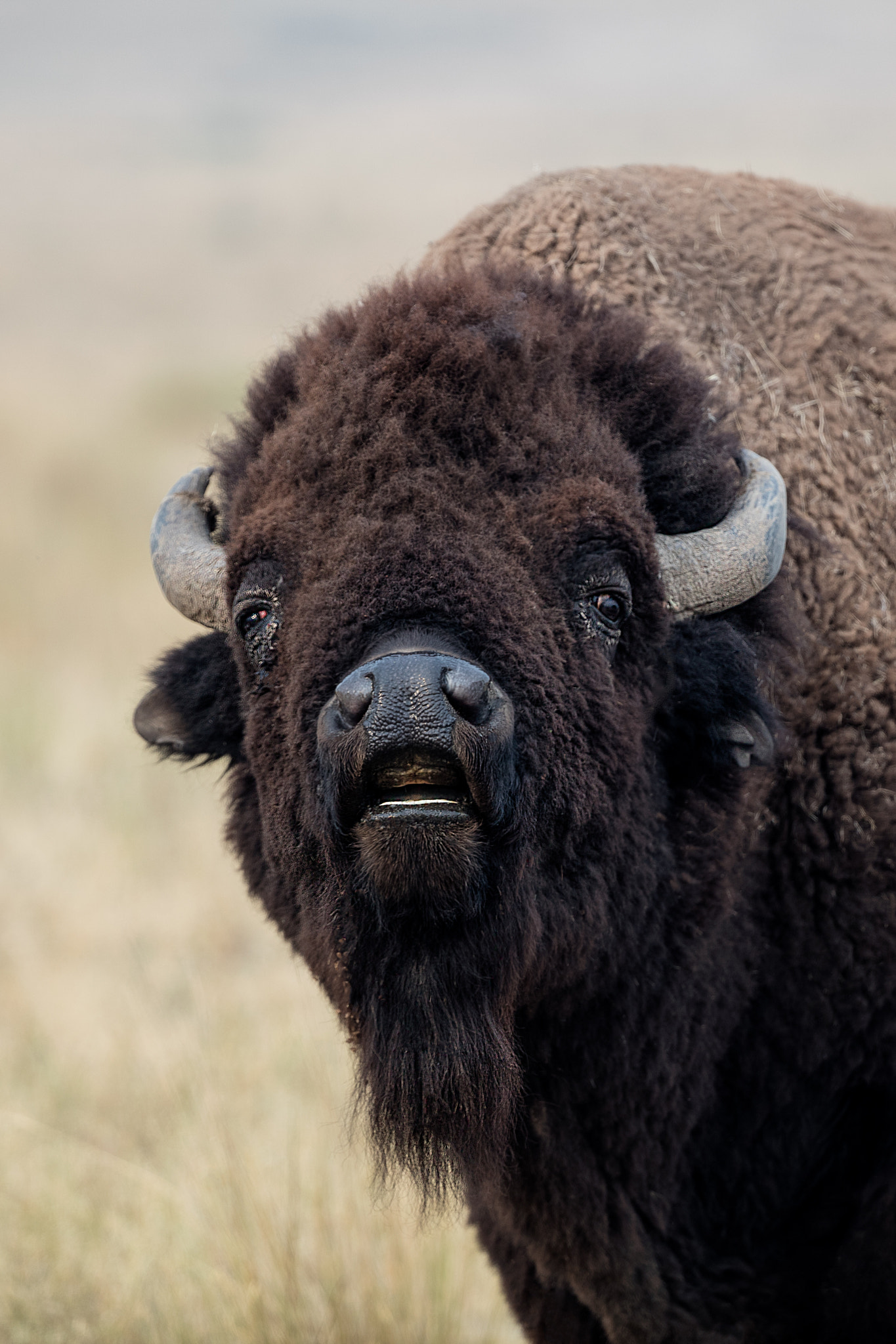 Canon EOS 5DS R + Canon EF 200-400mm F4L IS USM Extender 1.4x sample photo. Bison call photography