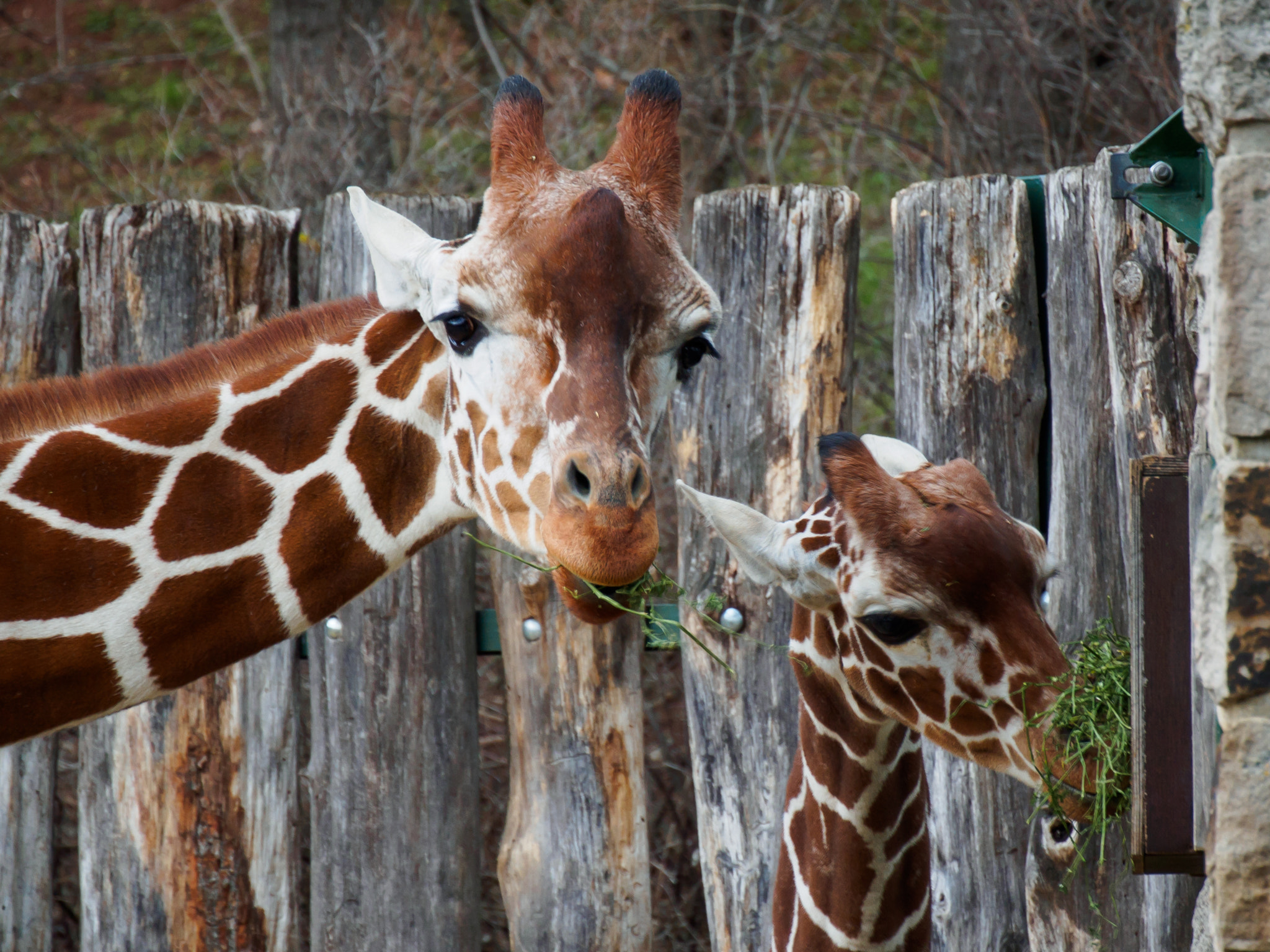 LUMIX G VARIO 45-150/F4.0-5.6 sample photo. Giraffe mit kind photography