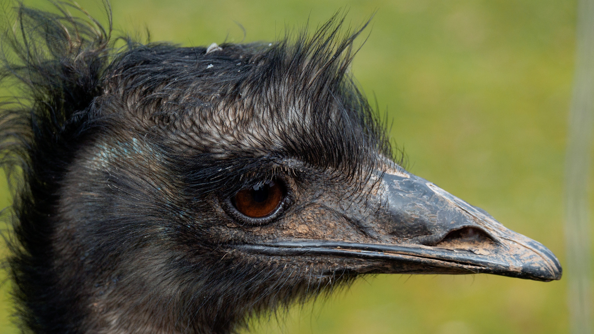 LUMIX G VARIO 45-150/F4.0-5.6 sample photo. Emu photography