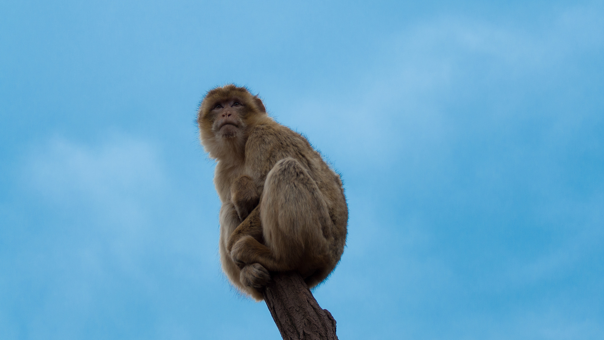 LUMIX G VARIO 45-150/F4.0-5.6 sample photo. Berberaffe photography