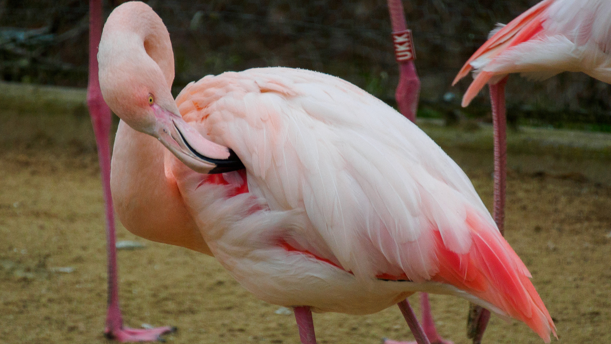 LUMIX G VARIO 45-150/F4.0-5.6 sample photo. Flamingo photography