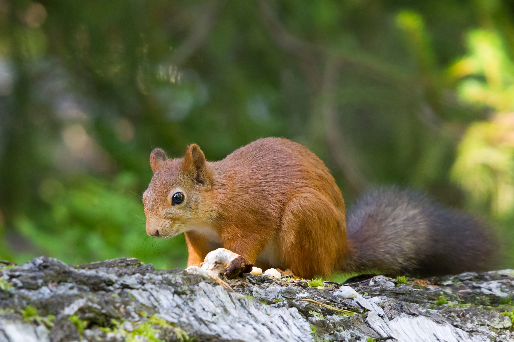 Canon EF 100-400mm F4.5-5.6L IS USM sample photo. Squirrel photography