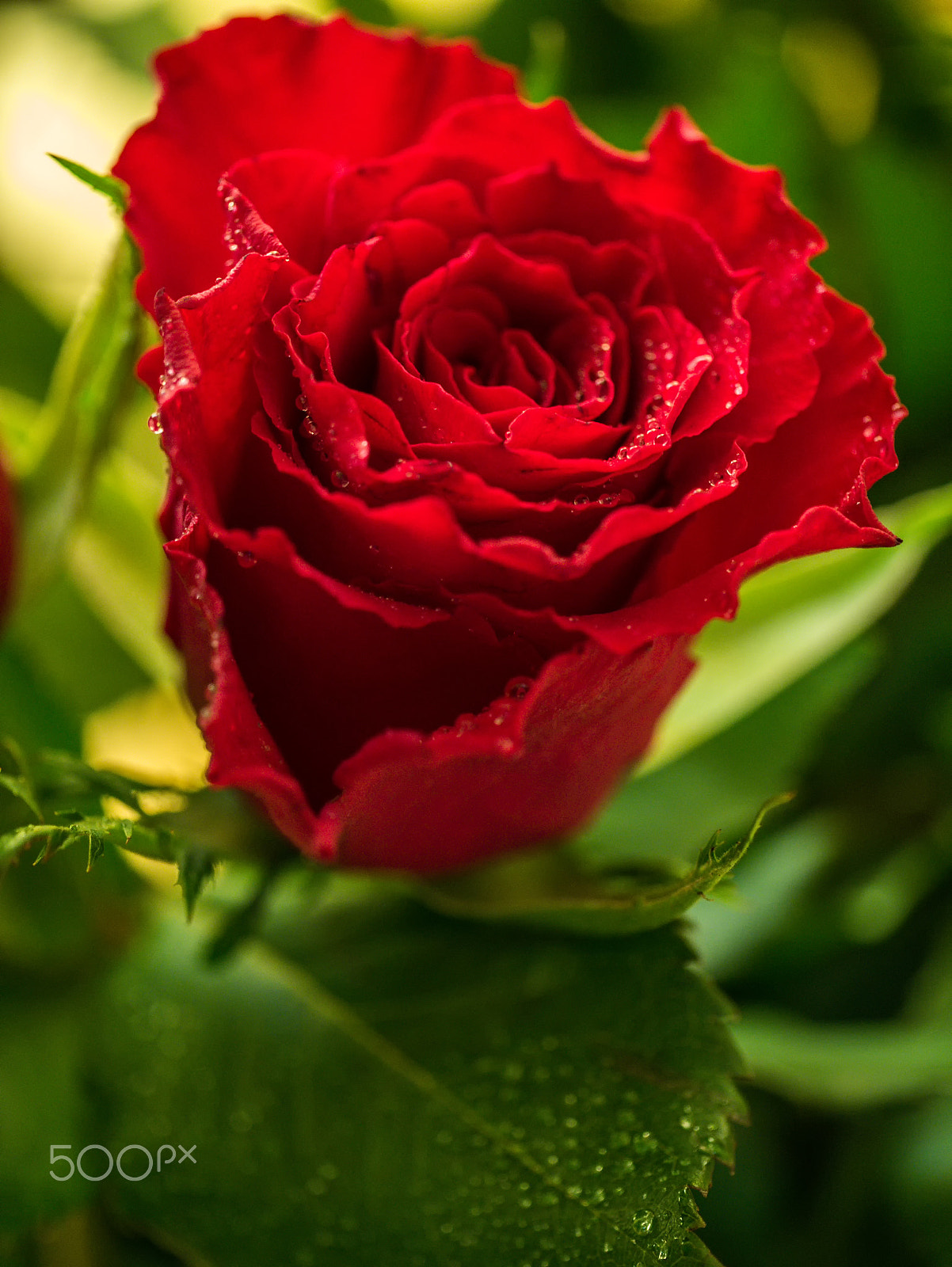 Panasonic Leica DG Macro-Elmarit 45mm F2.8 ASPH OIS sample photo. Red rose photography