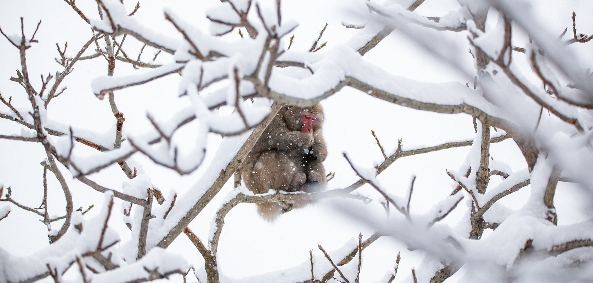 Sigma 150-600mm F5-6.3 DG OS HSM | C sample photo. Snow monkey 7 photography