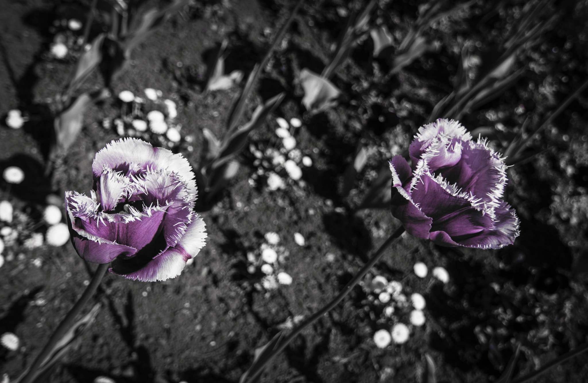 Tokina AT-X Pro 12-24mm F4 (IF) DX sample photo. Tulips photography
