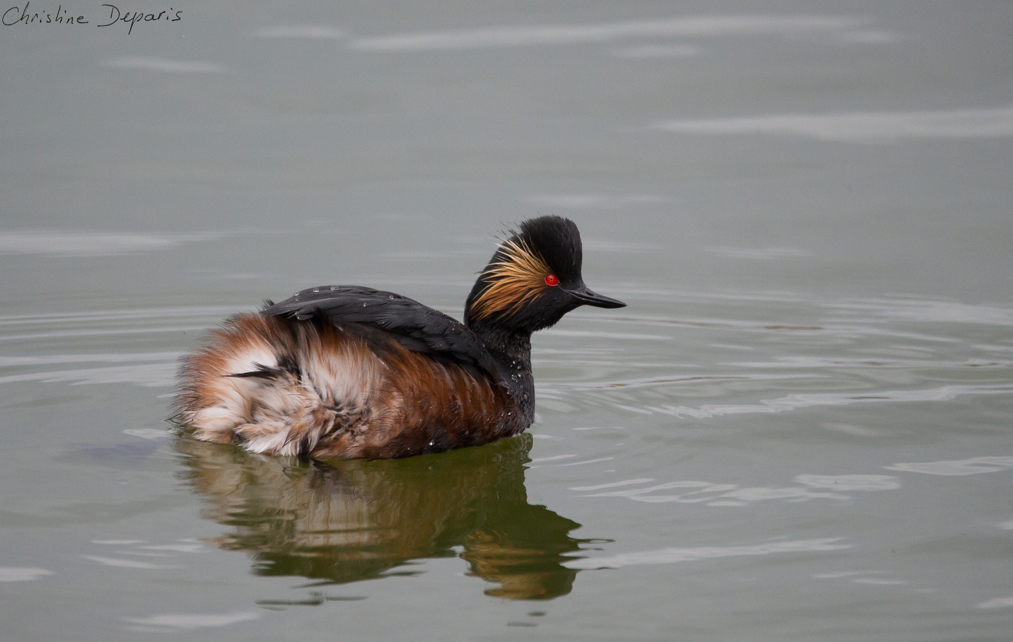 Sigma 150-600mm F5-6.3 DG OS HSM | C sample photo. Black-necked grebe photography