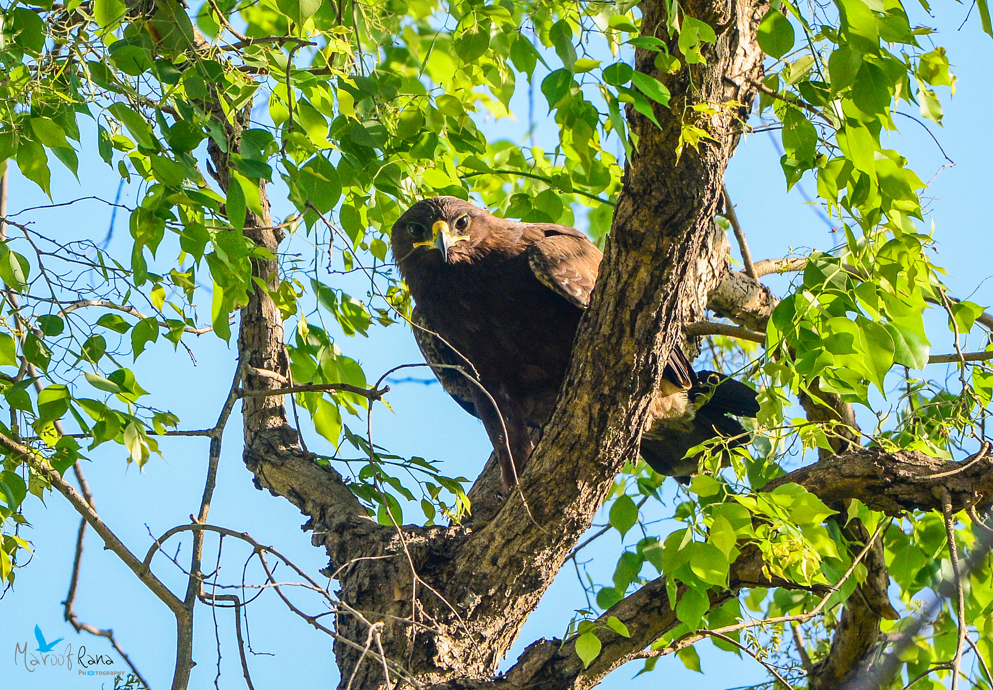 Nikon Nikkor AF-S 300mm F4E PF ED VR sample photo. Indian spotted eagel photography