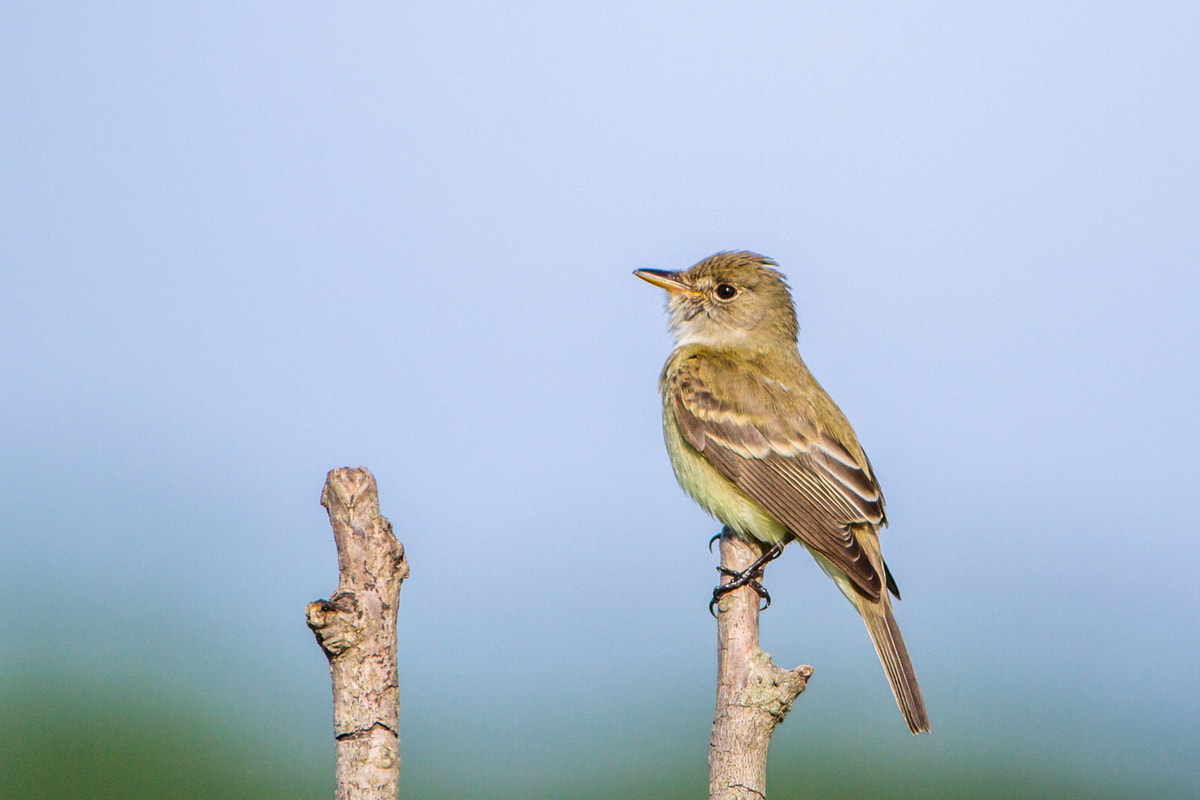 Canon EF 200-400mm F4L IS USM Extender 1.4x sample photo. Willow flycatcher photography