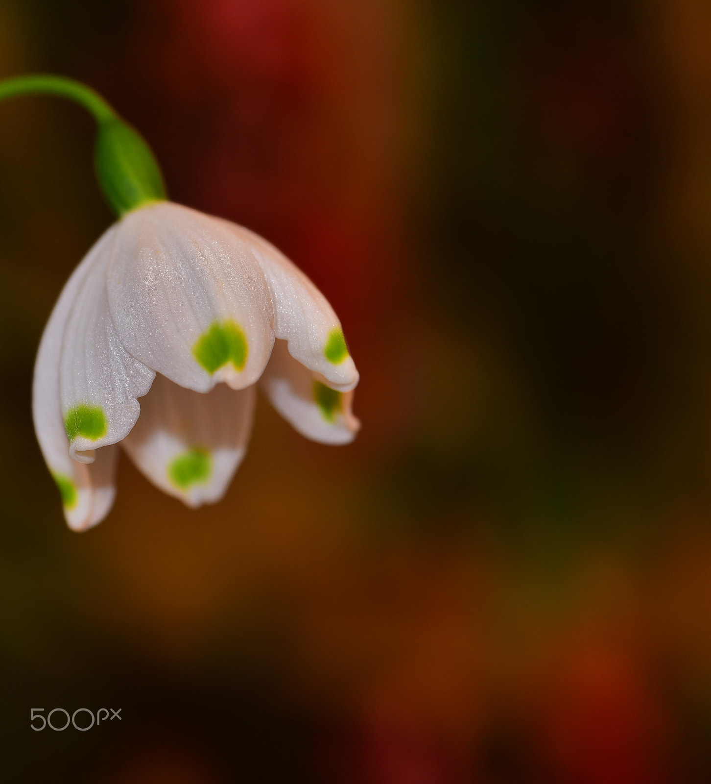 Nikon D750 + AF Zoom-Micro Nikkor 70-180mm f/4.5-5.6D ED sample photo. Snowdrop 3 photography