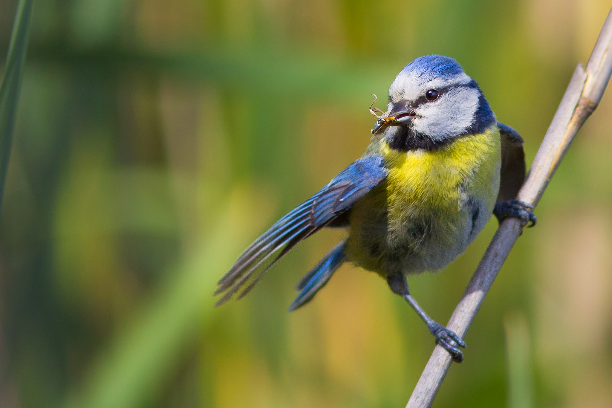 Canon EOS 550D (EOS Rebel T2i / EOS Kiss X4) + Canon EF 300mm F4L IS USM sample photo. Blue tit caught an insect photography