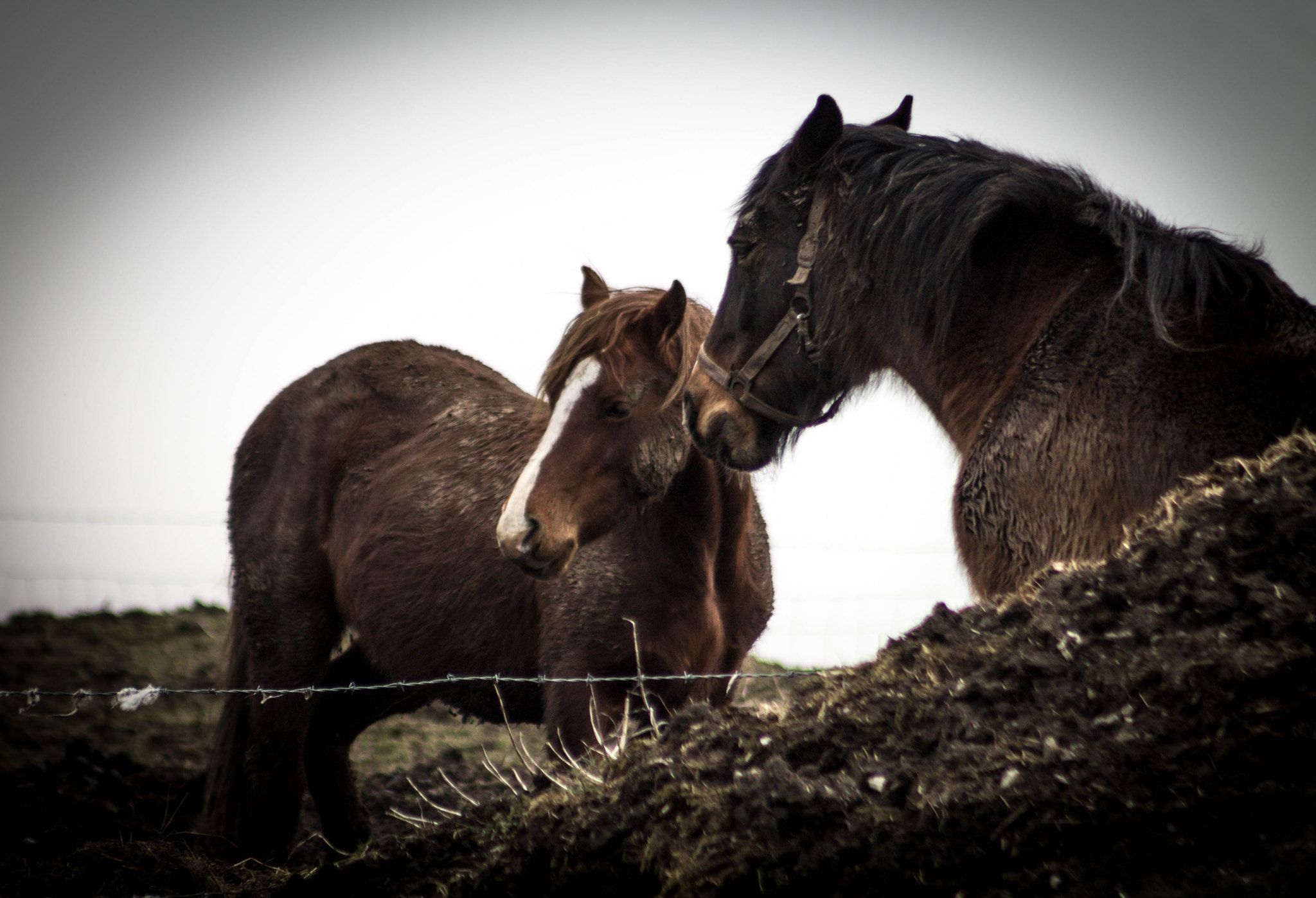 Canon EF 75-300mm f/4-5.6 USM sample photo. Neigh luck photography