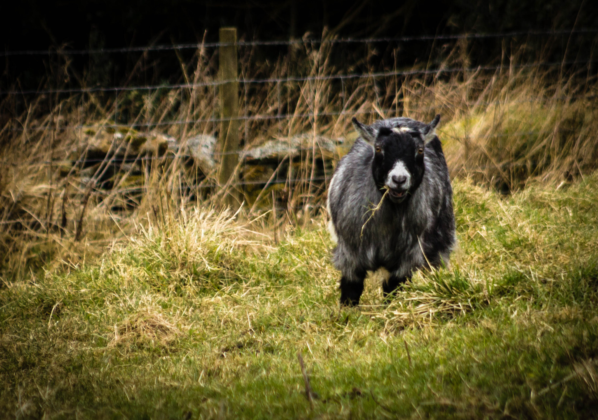 Canon EF 75-300mm f/4-5.6 USM sample photo. Running free photography