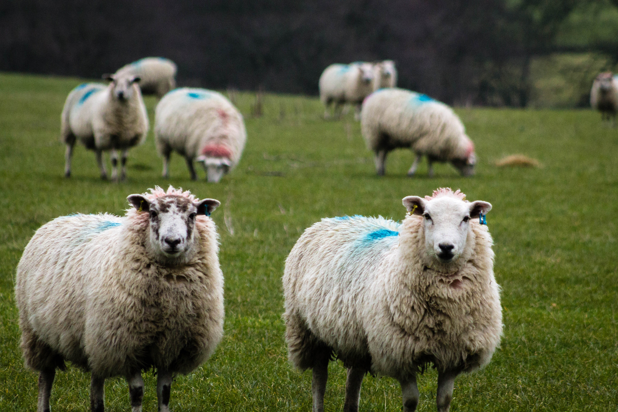 Canon EF 75-300mm f/4-5.6 USM sample photo. What ewe looking at? photography