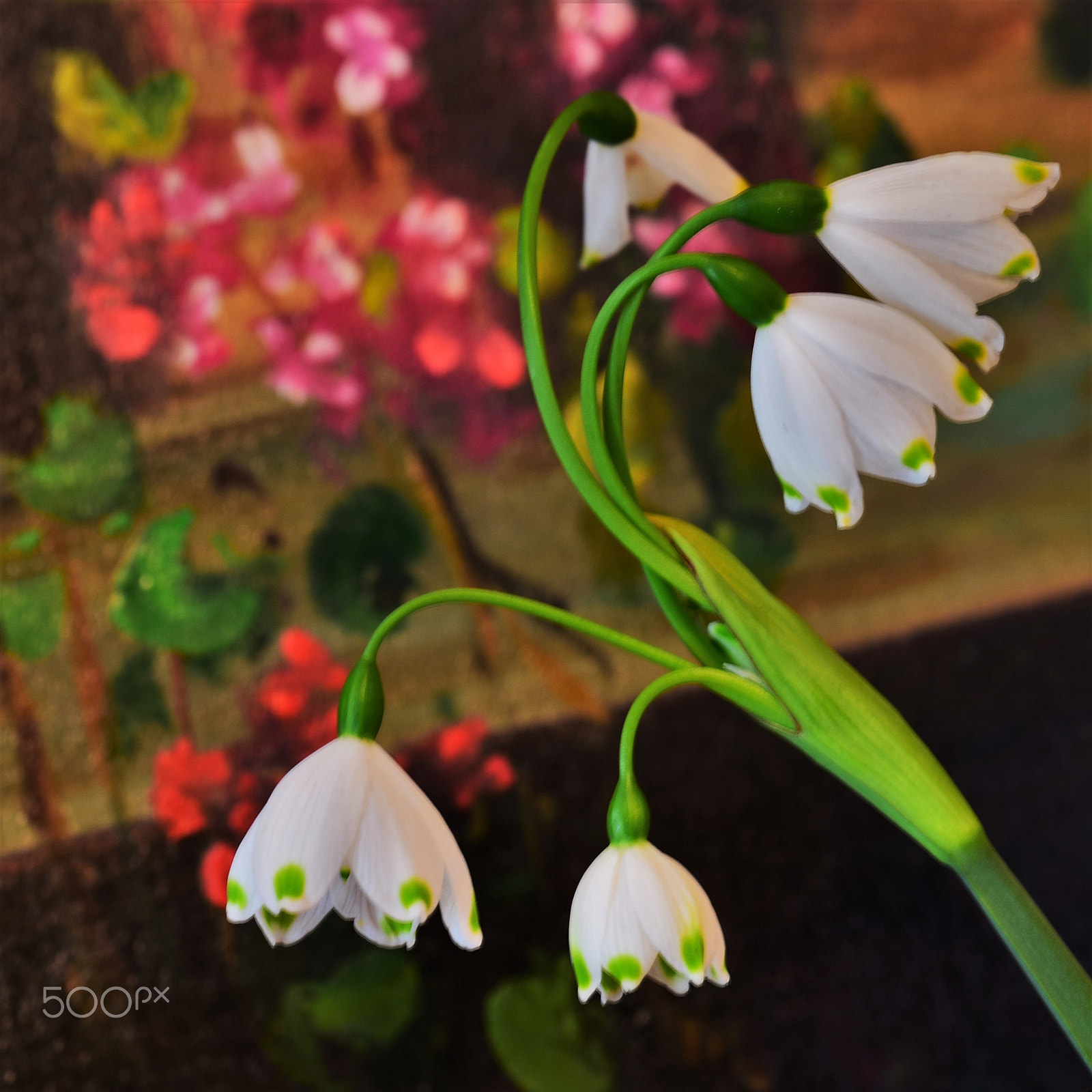 Nikon D750 + AF Zoom-Micro Nikkor 70-180mm f/4.5-5.6D ED sample photo. Snowdrop 5 photography