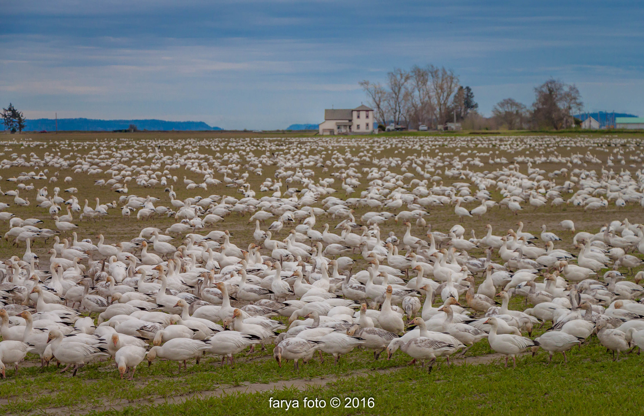 Canon EF-S 18-135mm F3.5-5.6 IS STM sample photo. Geese farm photography
