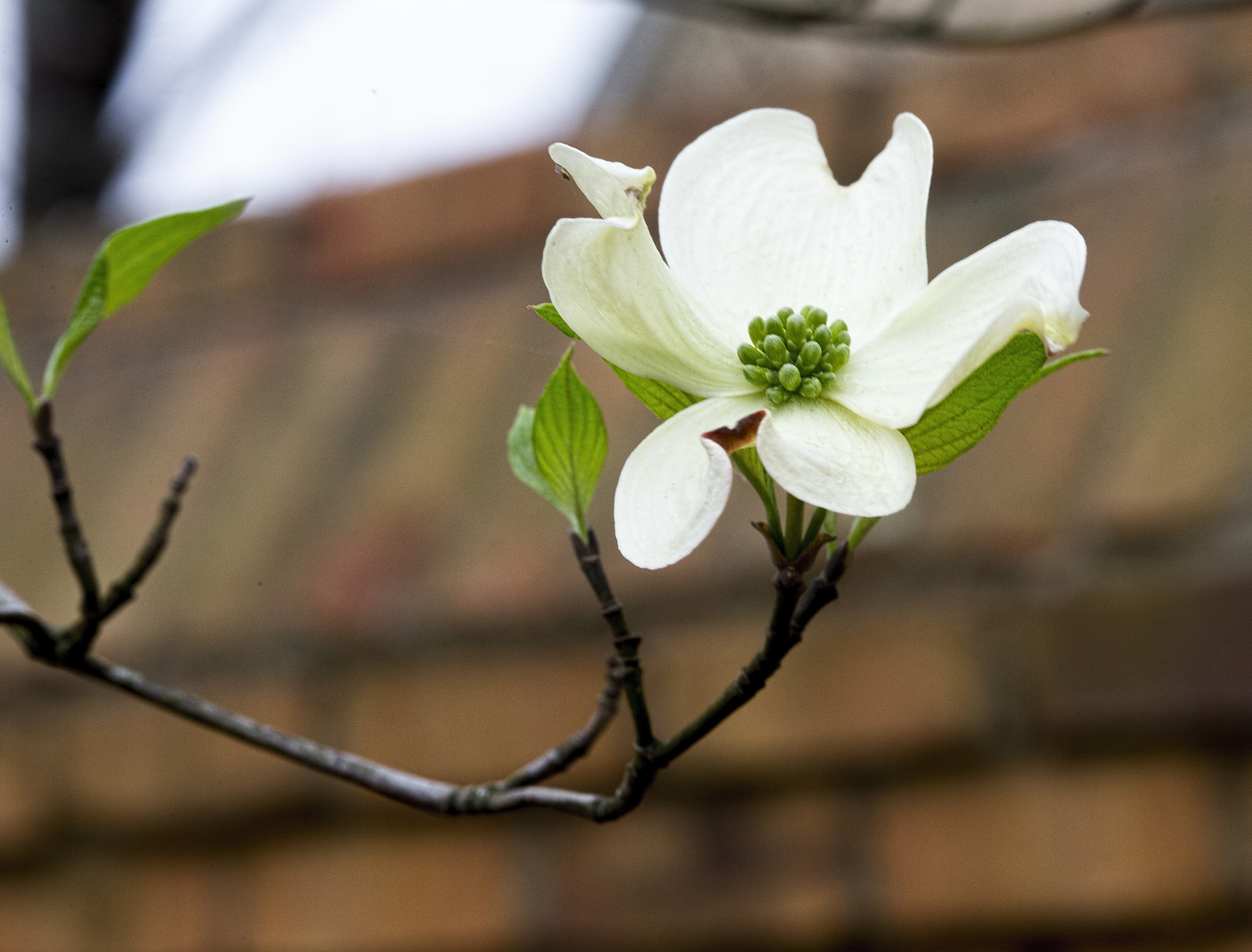 Canon EOS-1D X + ZEISS Milvus 100mm F2 Macro sample photo. Dogwood photography