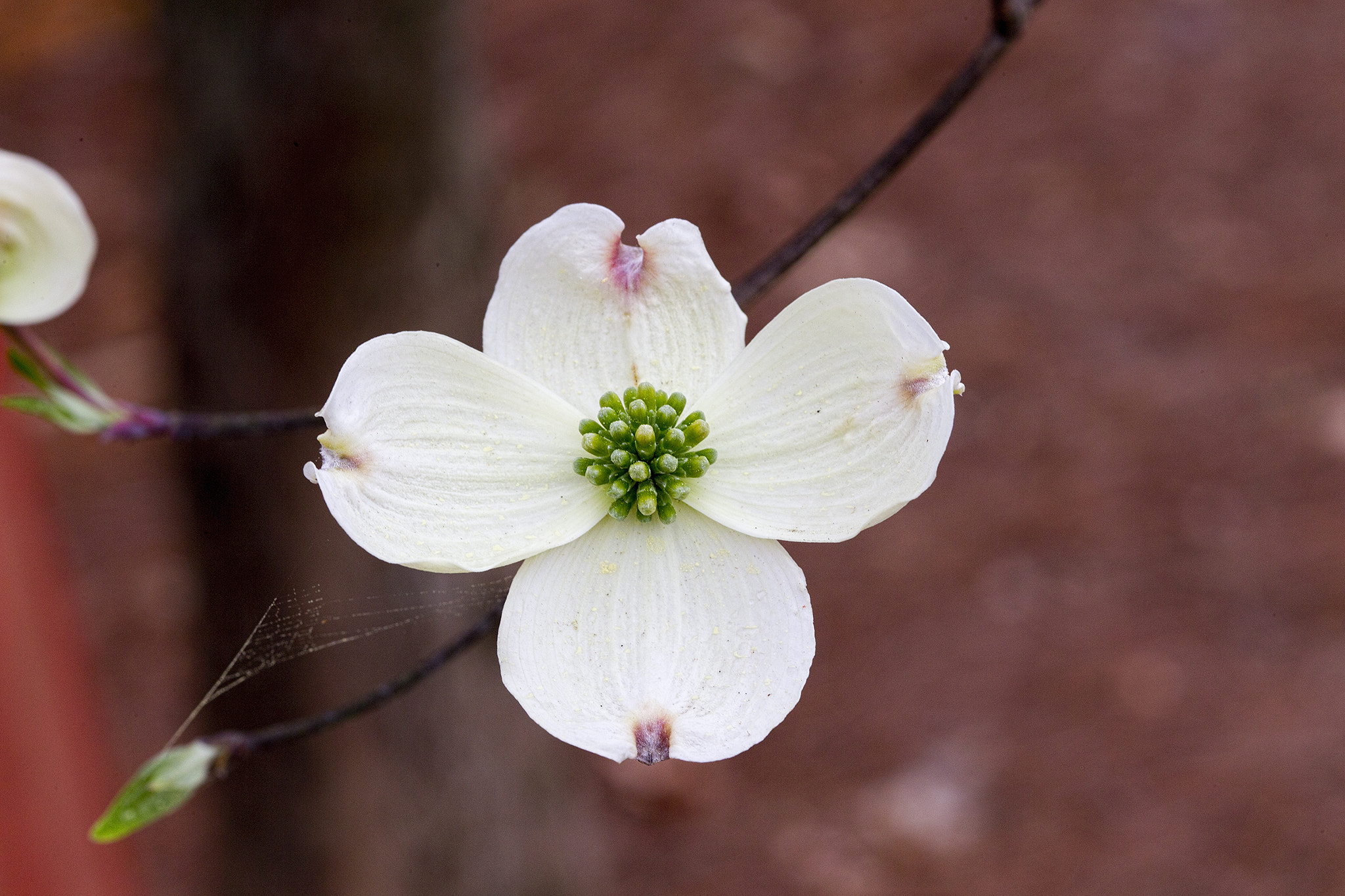 Canon EOS-1D X + ZEISS Milvus 100mm F2 Macro sample photo. Legend of the dogwood photography