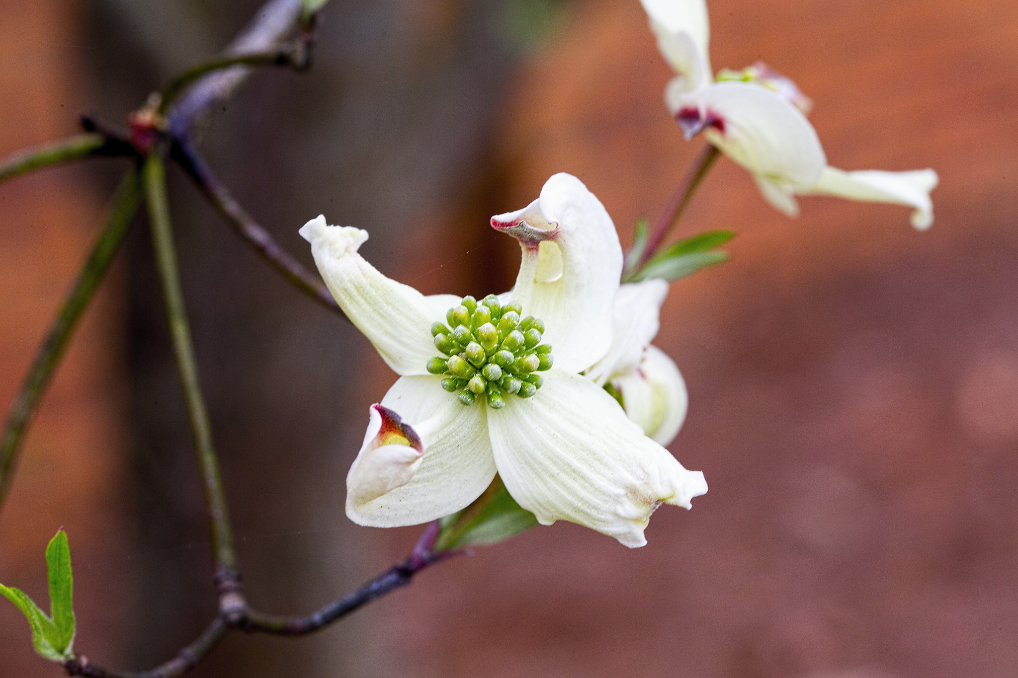 Canon EOS-1D X + ZEISS Milvus 100mm F2 Macro sample photo. Legend of the dogwood i photography