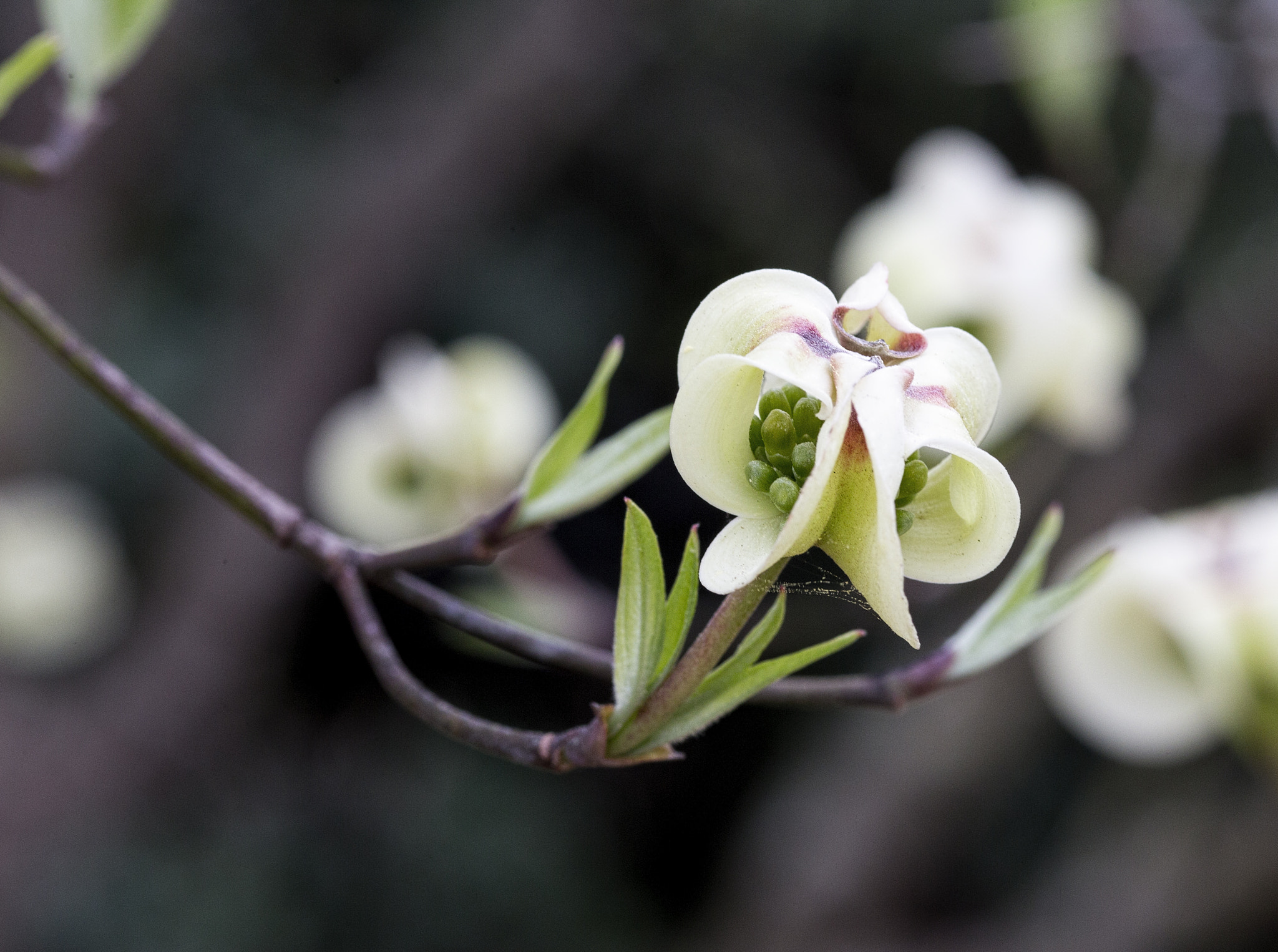 Canon EOS-1D X + ZEISS Milvus 100mm F2 Macro sample photo. Legend of the dogwood ii photography