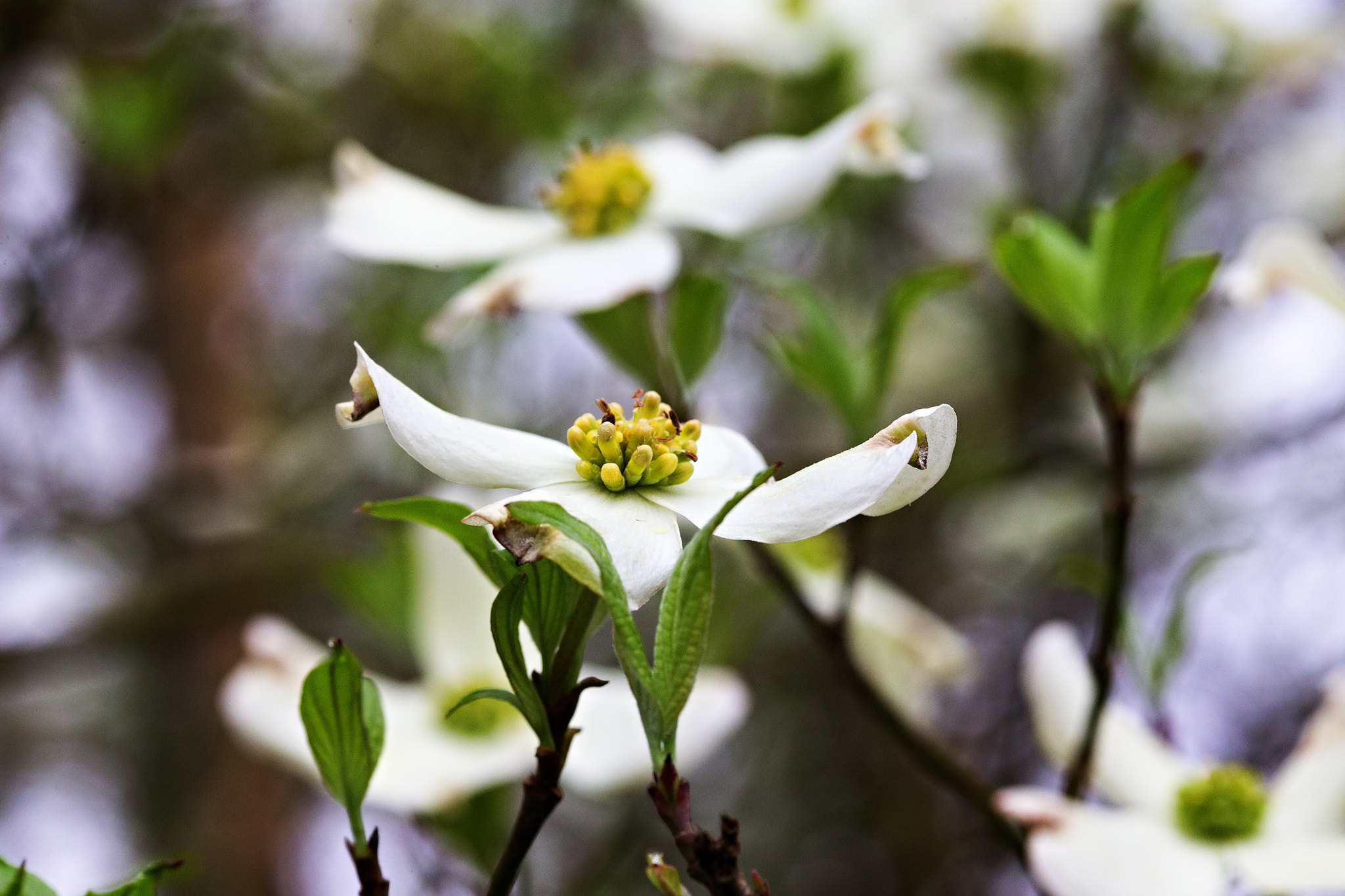 Canon EOS-1D X + ZEISS Milvus 100mm F2 Macro sample photo. Legend of the dogwood iii photography