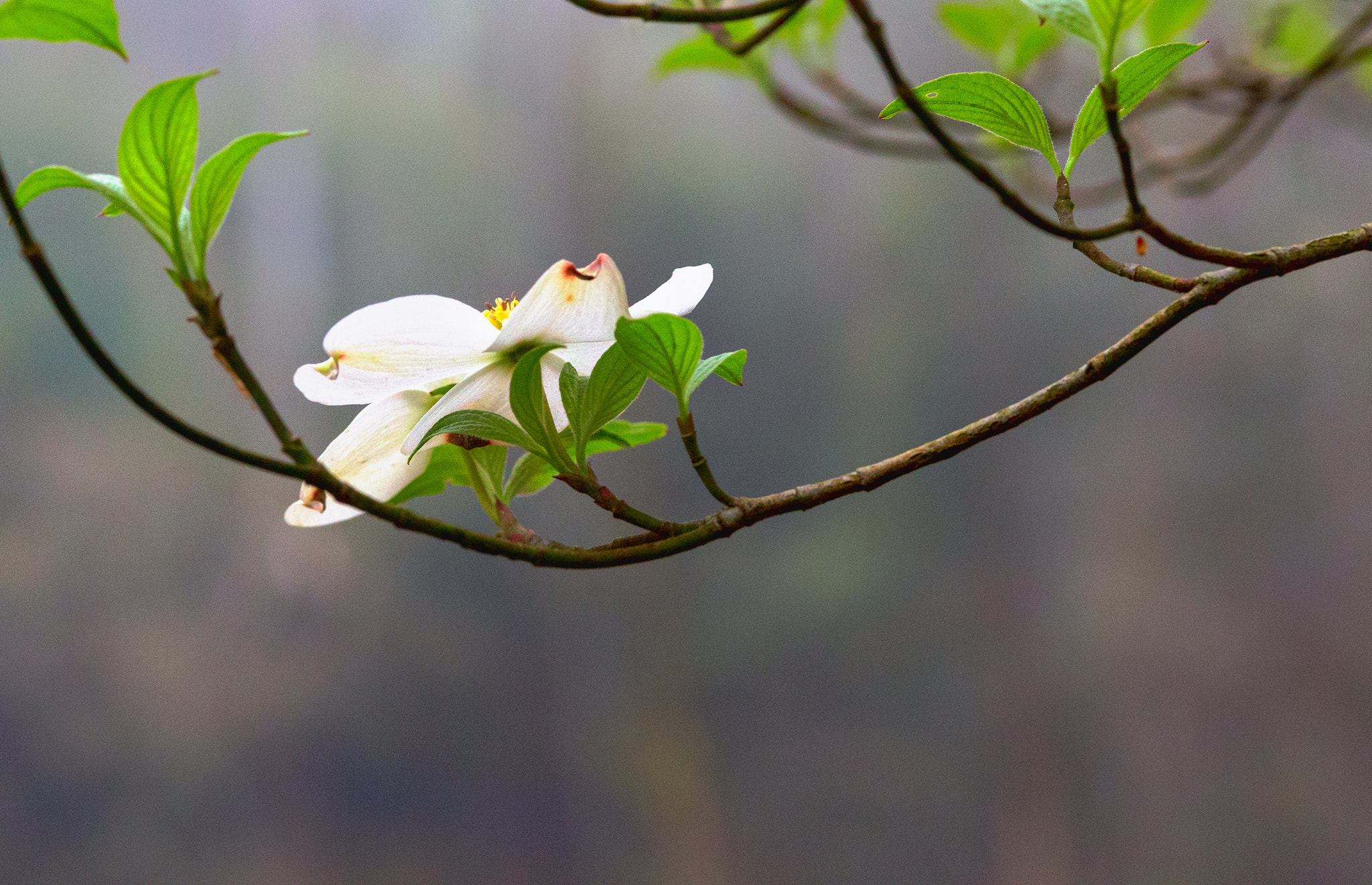 Canon EOS-1D X + ZEISS Milvus 100mm F2 Macro sample photo. Legend of the dogwood iv photography