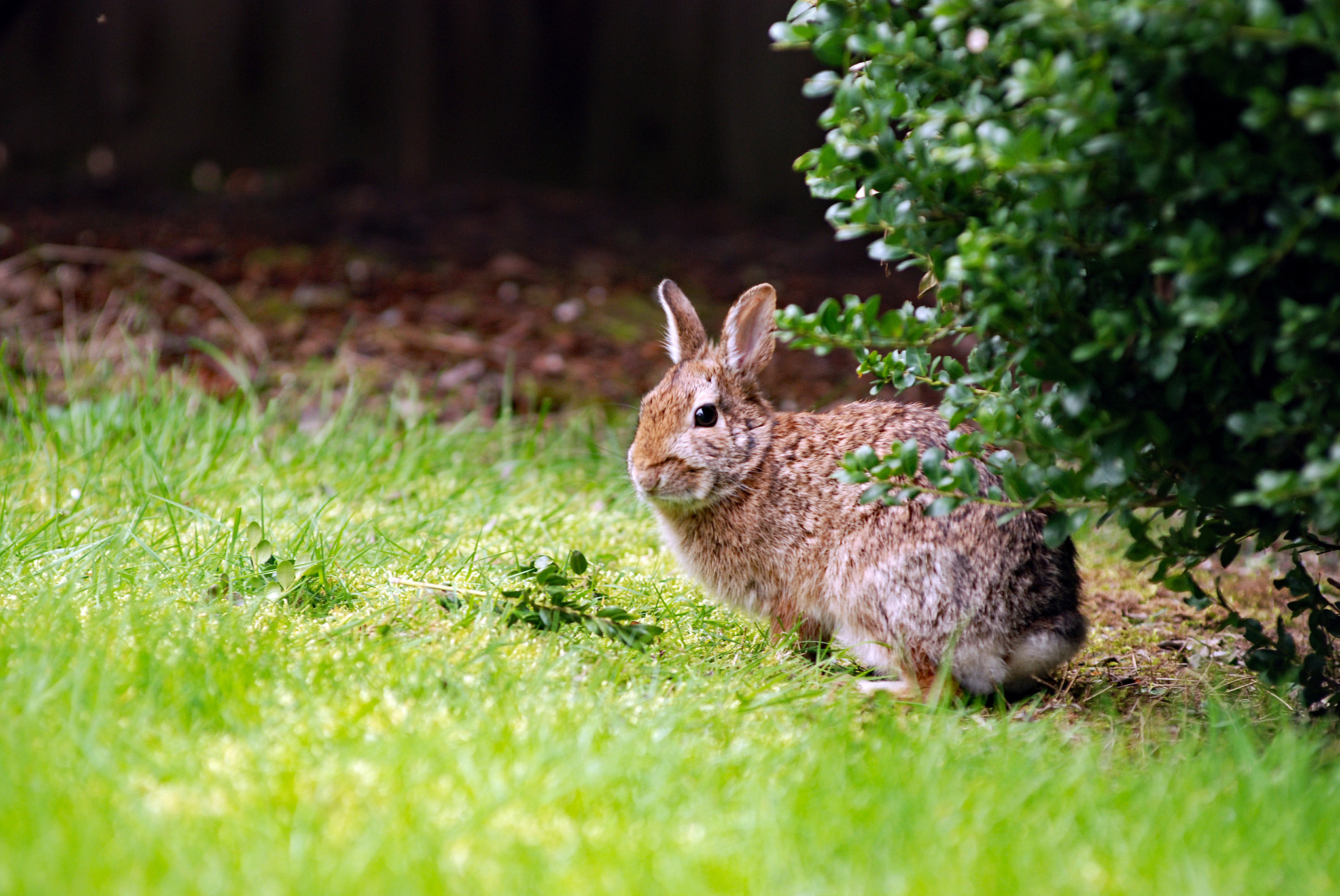 Nikon AF-Nikkor 80-200mm F2.8D ED sample photo. Easter bunny! photography