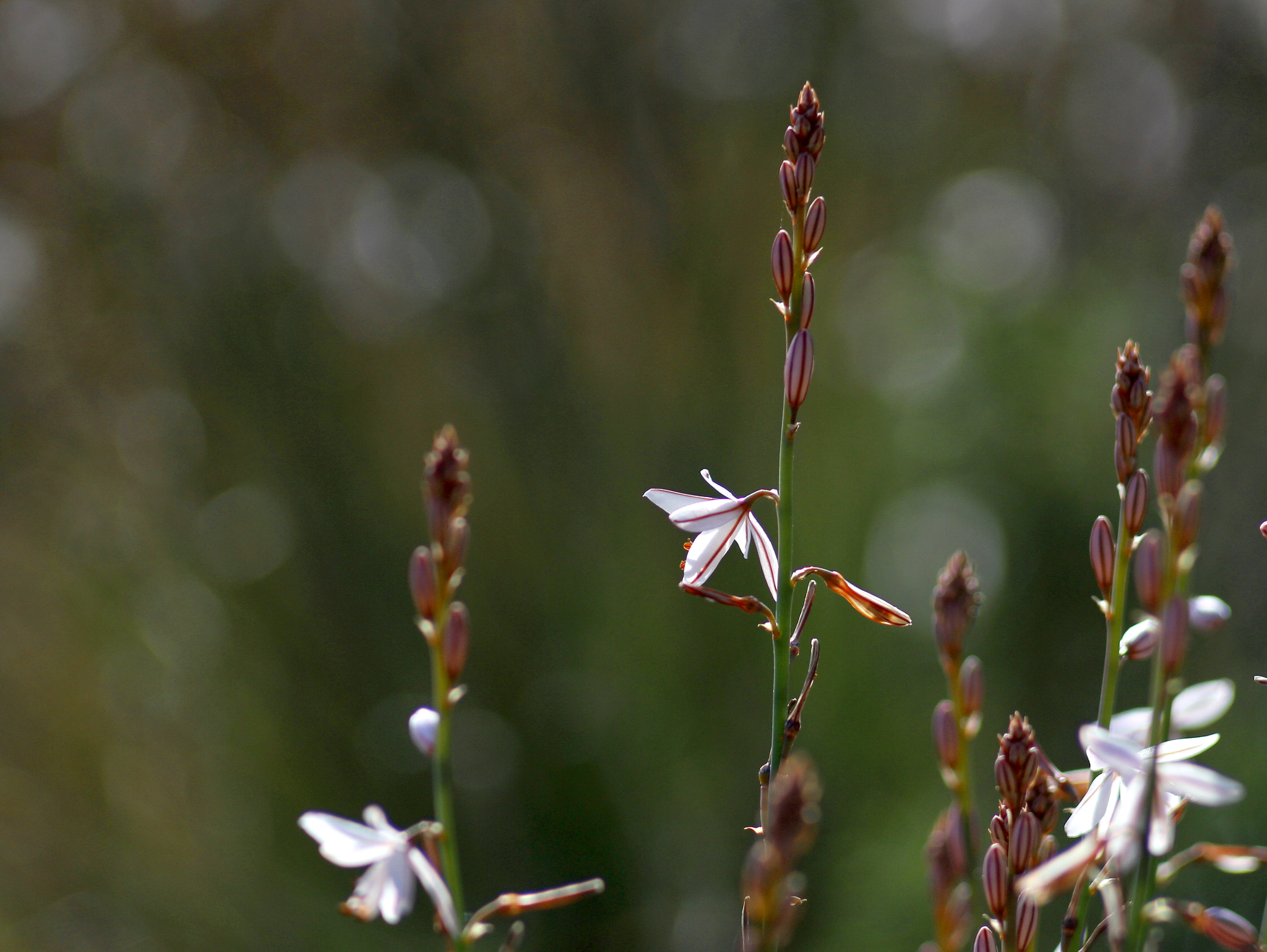 Canon EF 35-80mm f/4-5.6 sample photo. Springtime i photography