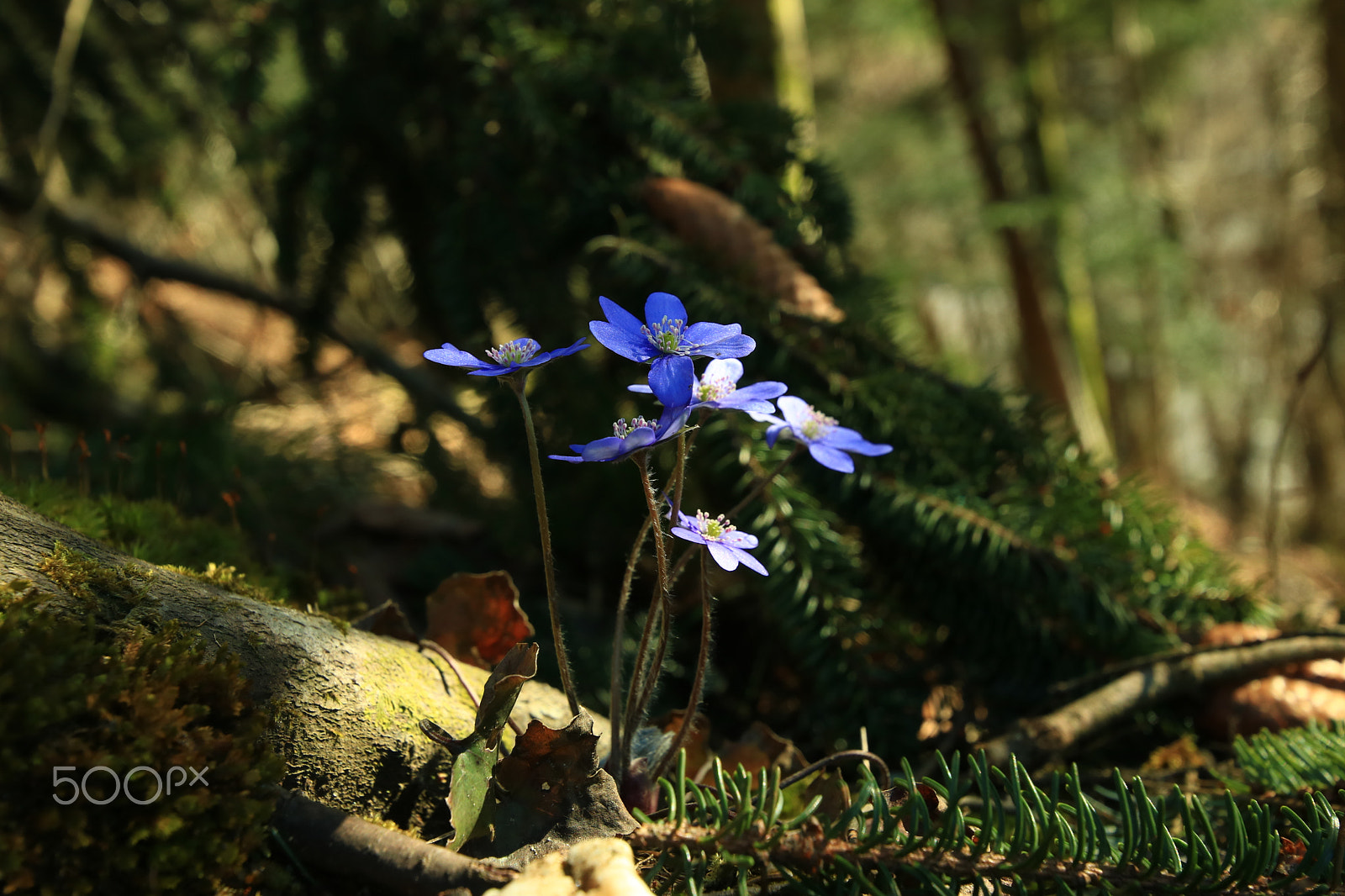 Canon EOS 750D (EOS Rebel T6i / EOS Kiss X8i) + Canon EF 300mm f/2.8L sample photo. Springtime1 photography