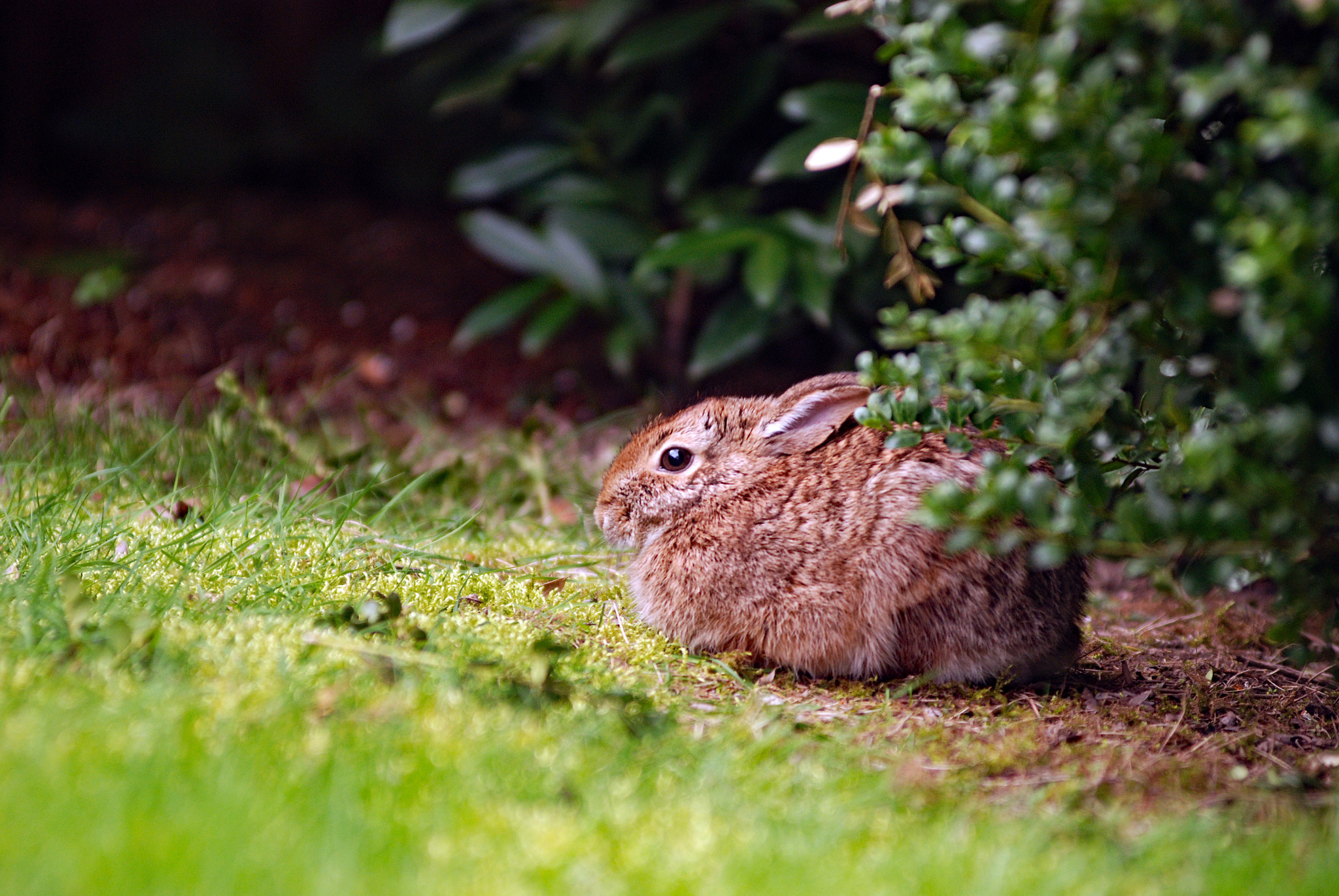 Nikon AF-Nikkor 80-200mm F2.8D ED sample photo. Bunny at backyard. happy easter! photography