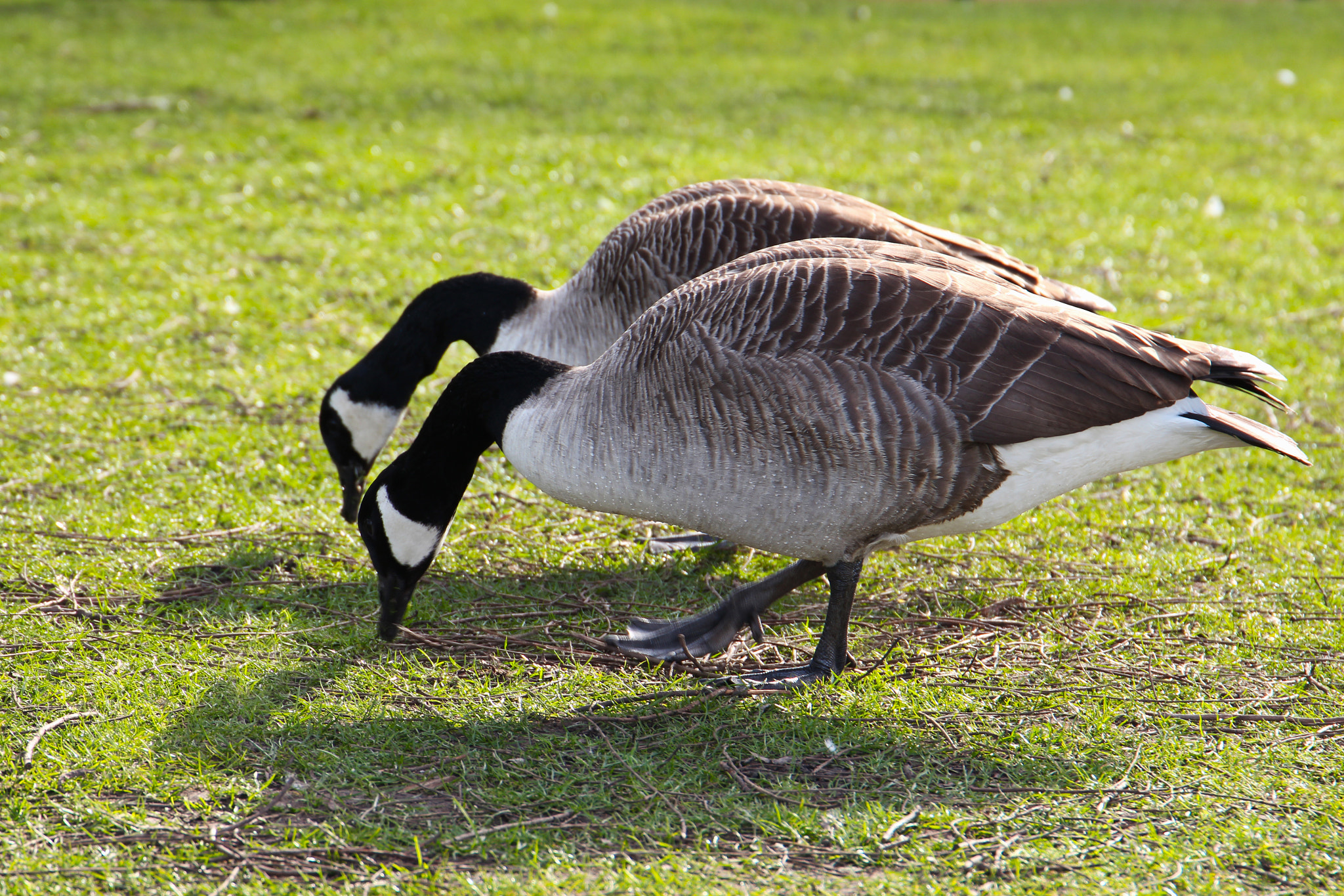 Canon EF 24-105mm F3.5-5.6 IS STM sample photo. Mirror ducks photography