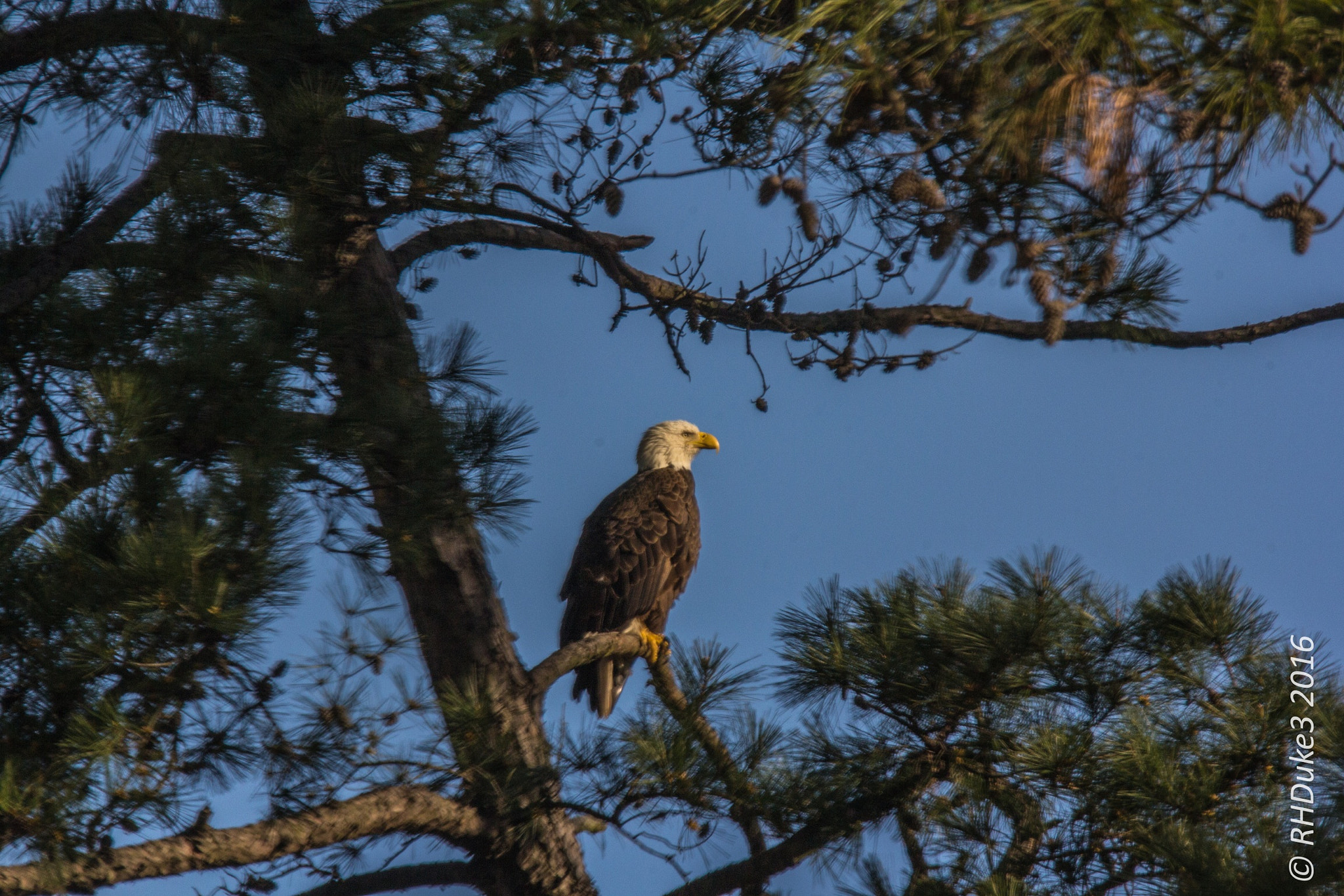 Sigma 150-600mm F5-6.3 DG OS HSM | C sample photo. Bald eagle keeping eye on the little one in the nest. photography