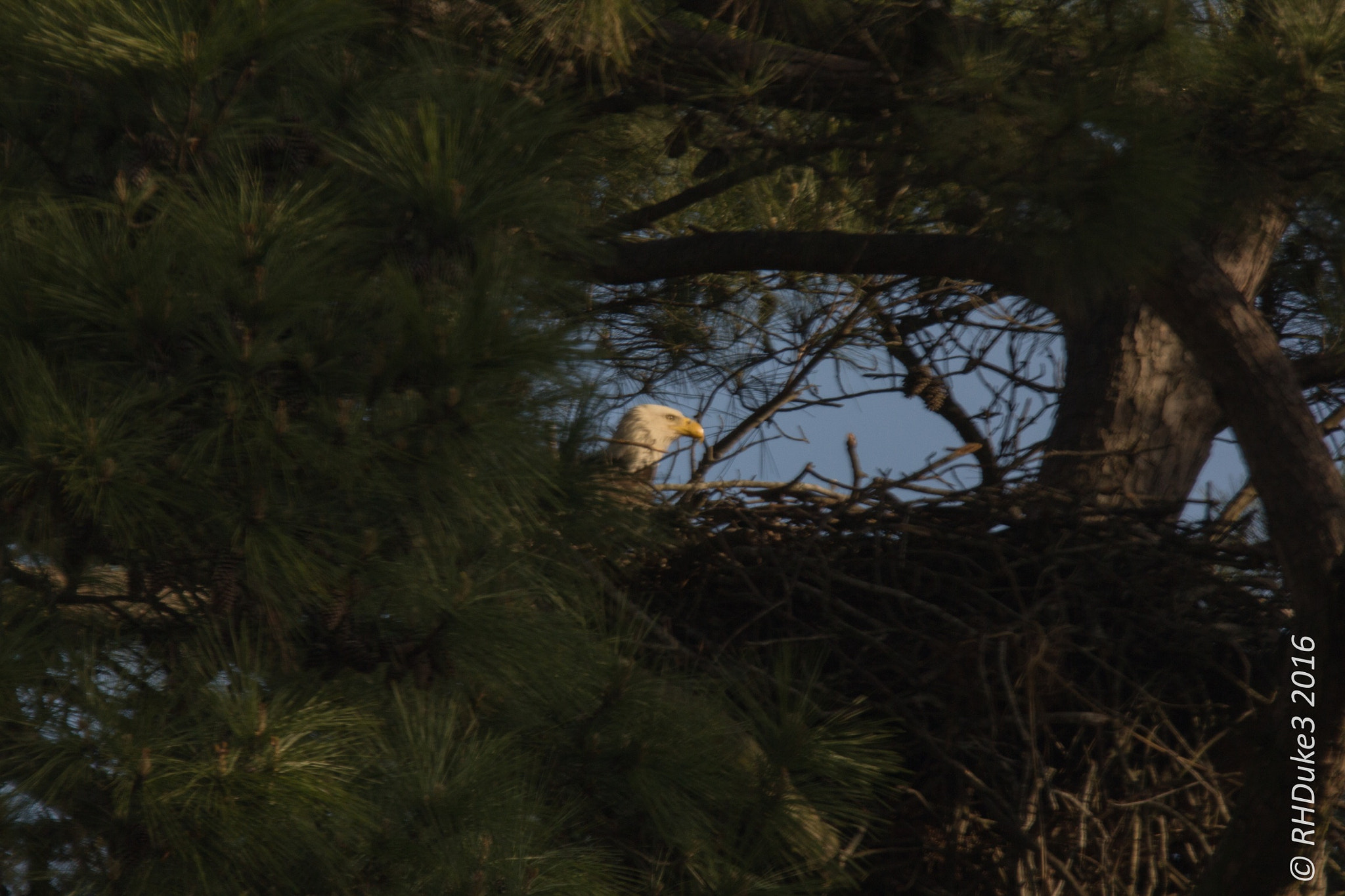 Canon EOS 60D + Sigma 150-600mm F5-6.3 DG OS HSM | C sample photo. Bald eagle in the nest photography