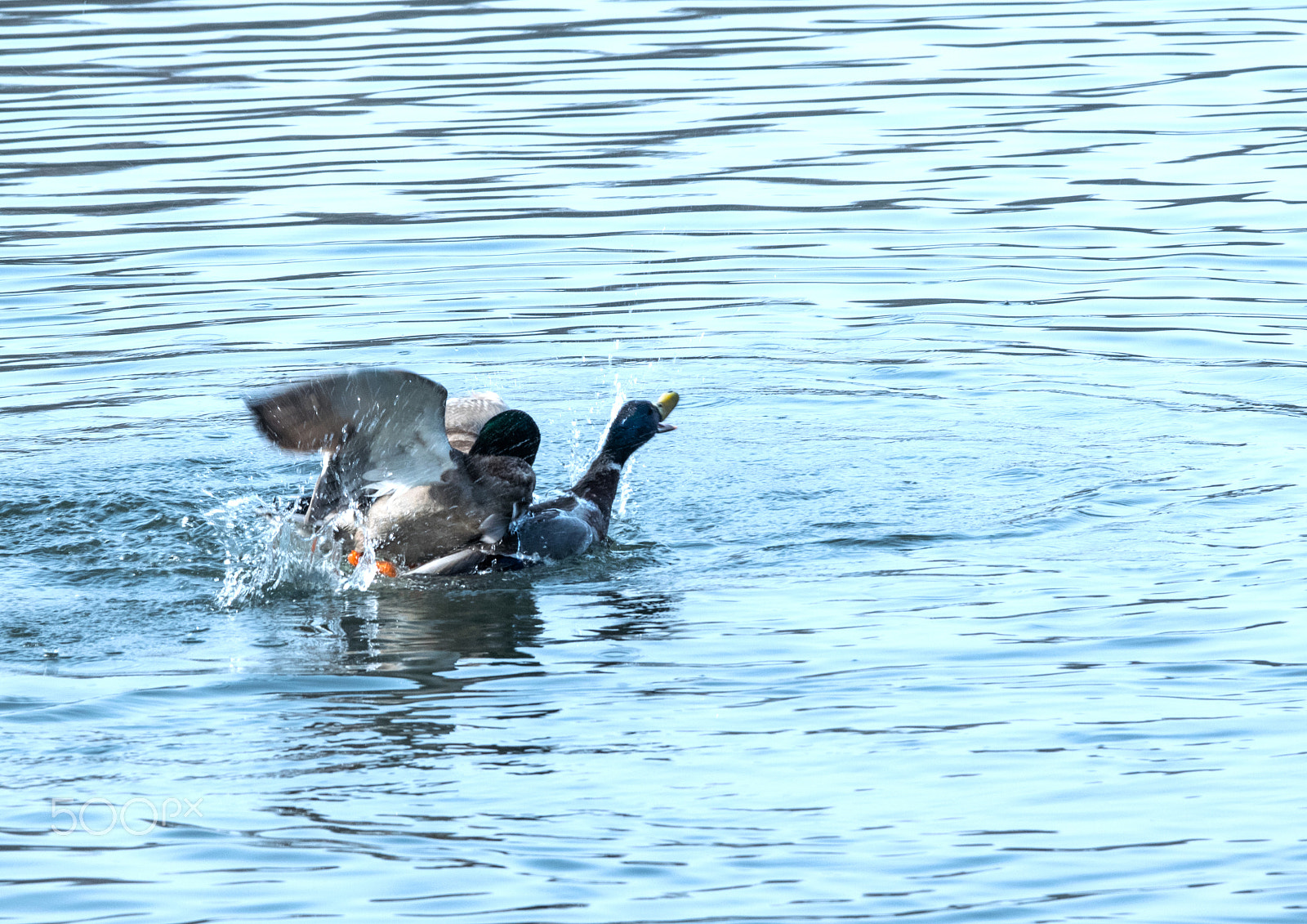 Nikon D5300 + Sigma 70-300mm F4-5.6 DG OS sample photo. Fighting for the lady photography