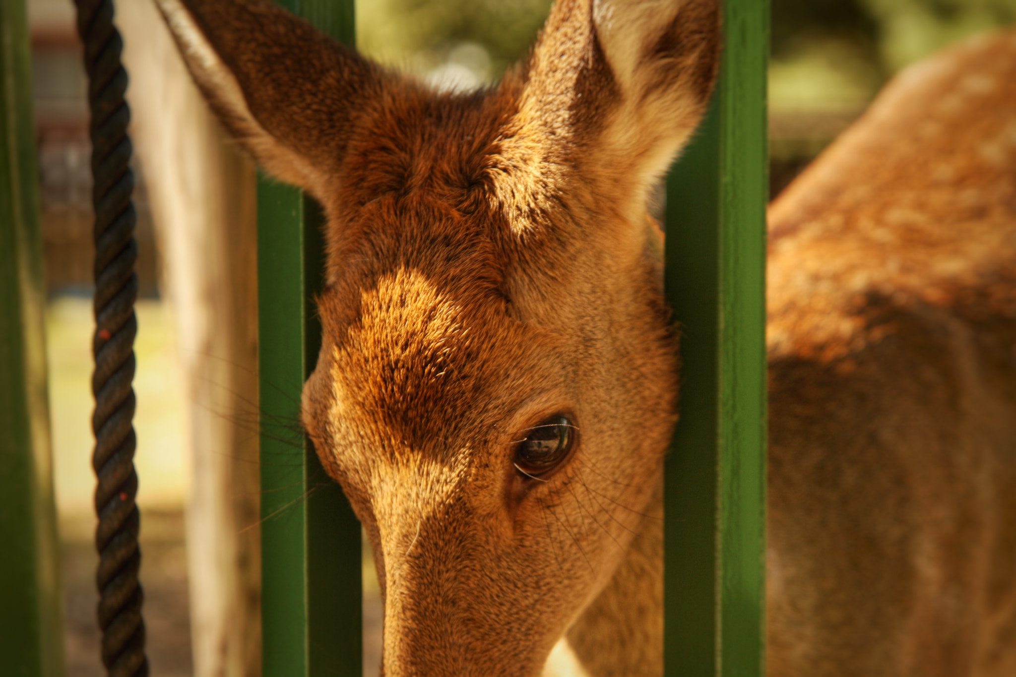 Canon 17-70mm sample photo. A deer in nara photography